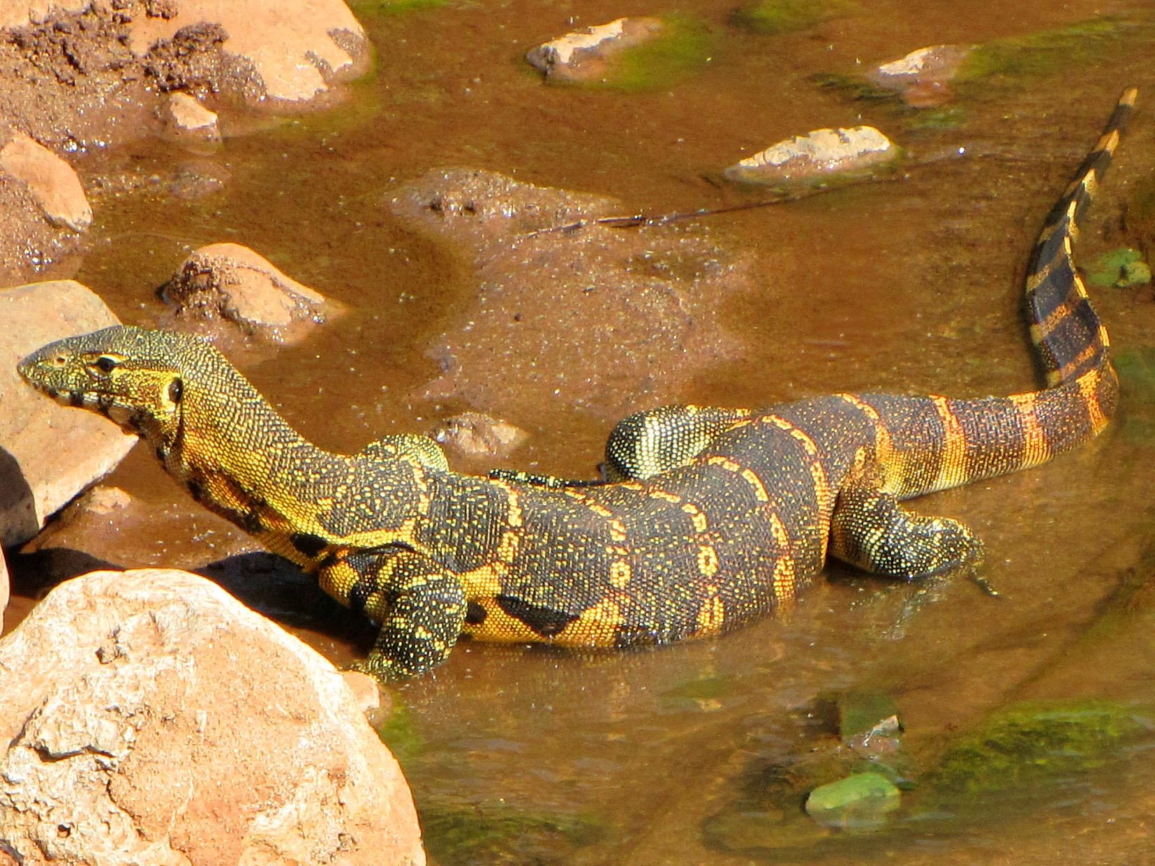 Nilwaran (Varanus niloticus), typisches Aussehen der Art