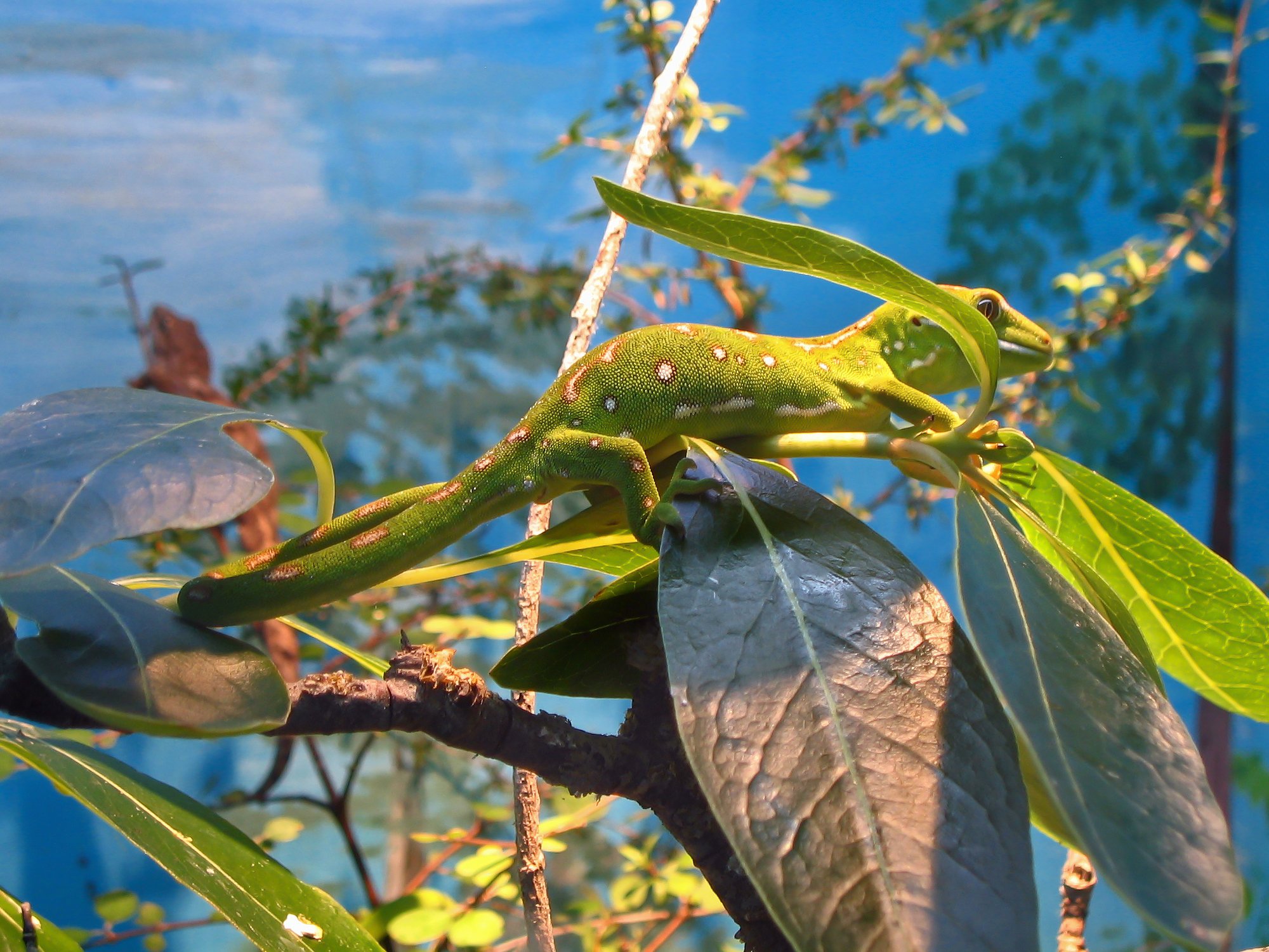 Nördlicher Neuseeland-Grüngecko (Naultinus grayii), typisches Aussehen der Art