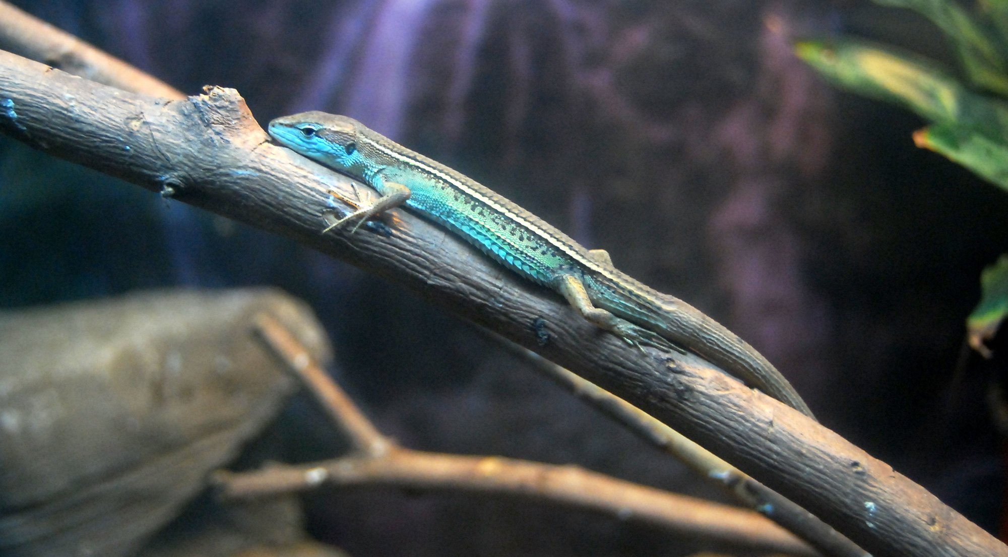 Nördliche Langschwanzeidechse (Takydromus septentrionalis), typisches Aussehen der Art