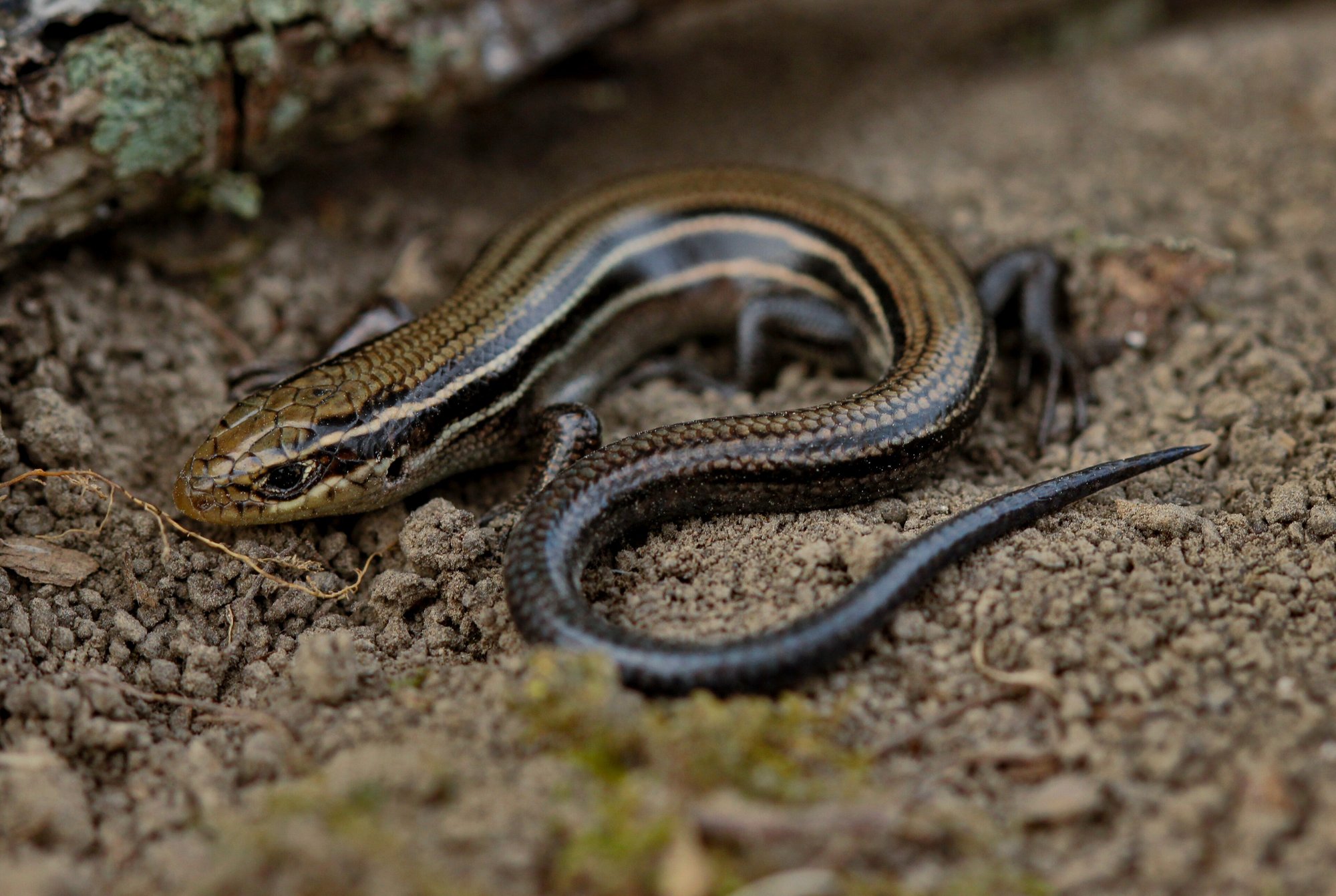Nördlicher Präriesink (Plestiodon septentrionalis), typisches Aussehen der Art
