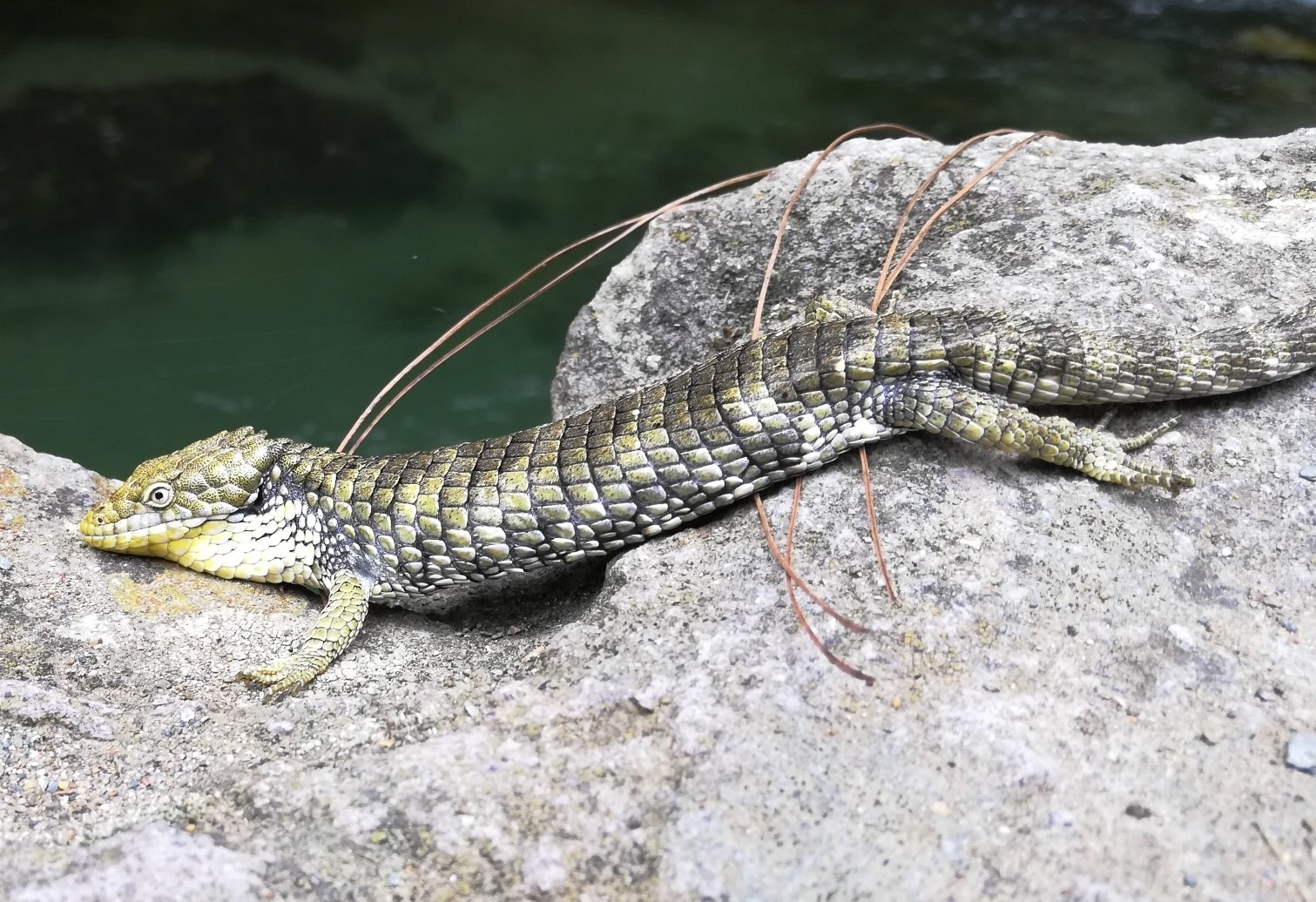 Oaxaca-Baumschleiche (Abronia oaxacae), typisches Aussehen der Art