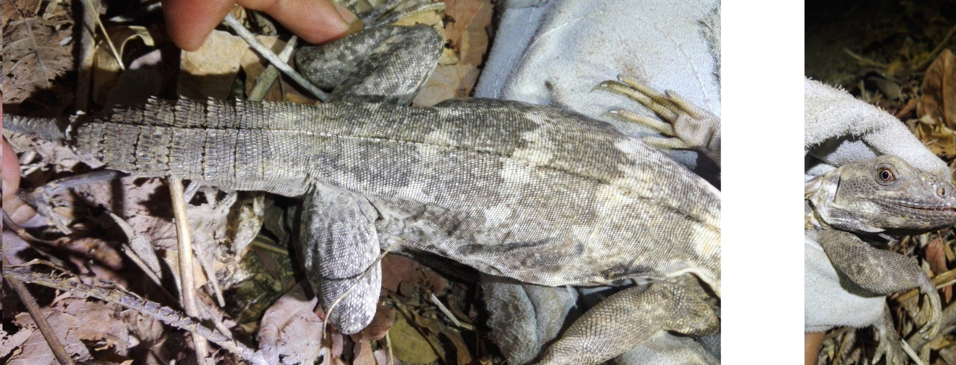 Oaxaca-Schwarzleguan (Ctenosaura oaxacana), typisches Aussehen der Art