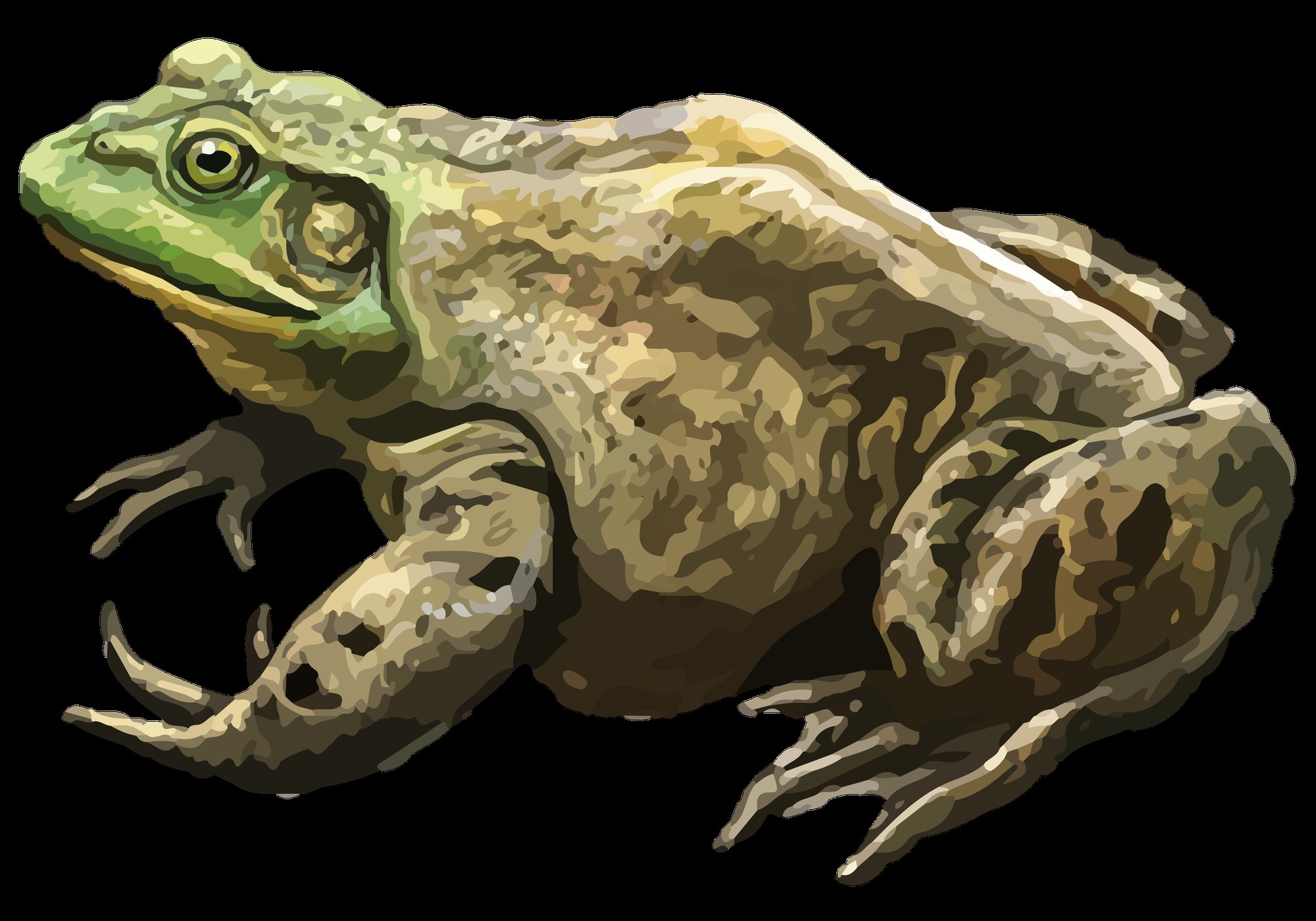 Ochsenfrosch (Lithobates catesbeianus), typisches Aussehen der Art
