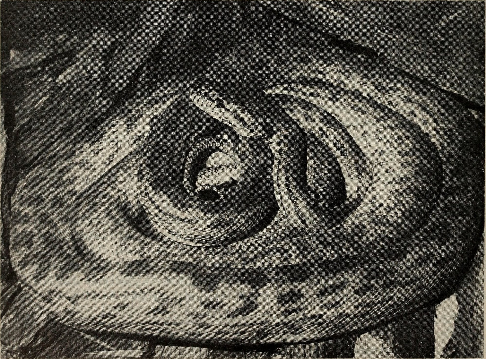 Oenpelli Python (Morelia oenpelliensis), typisches Aussehen der Art