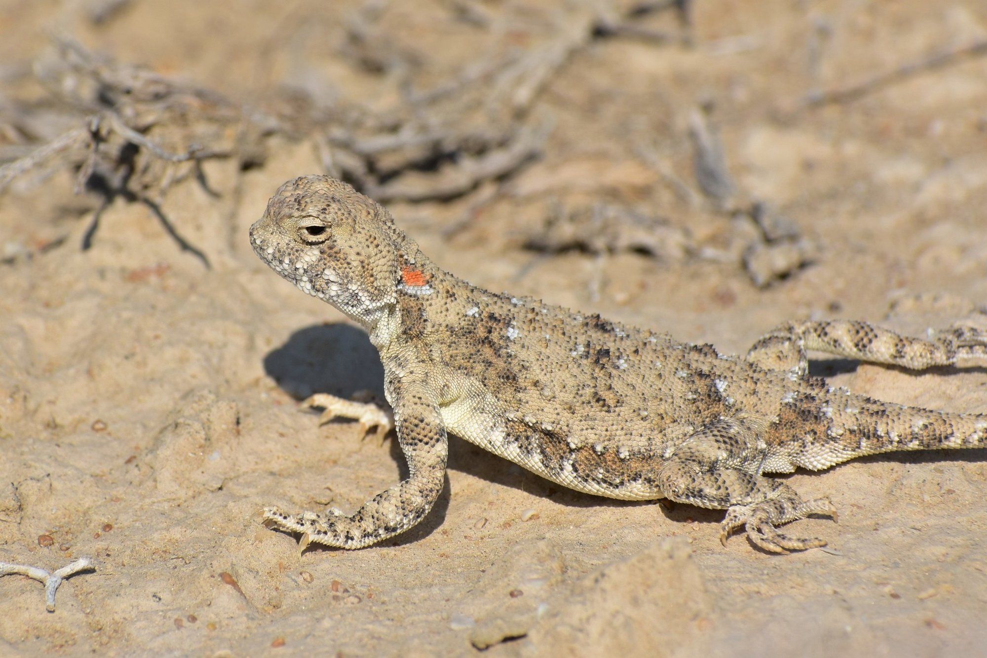 Ohrenlose Krötenkopfagame (Phrynocephalus helioscopus), typisches Aussehen der Art