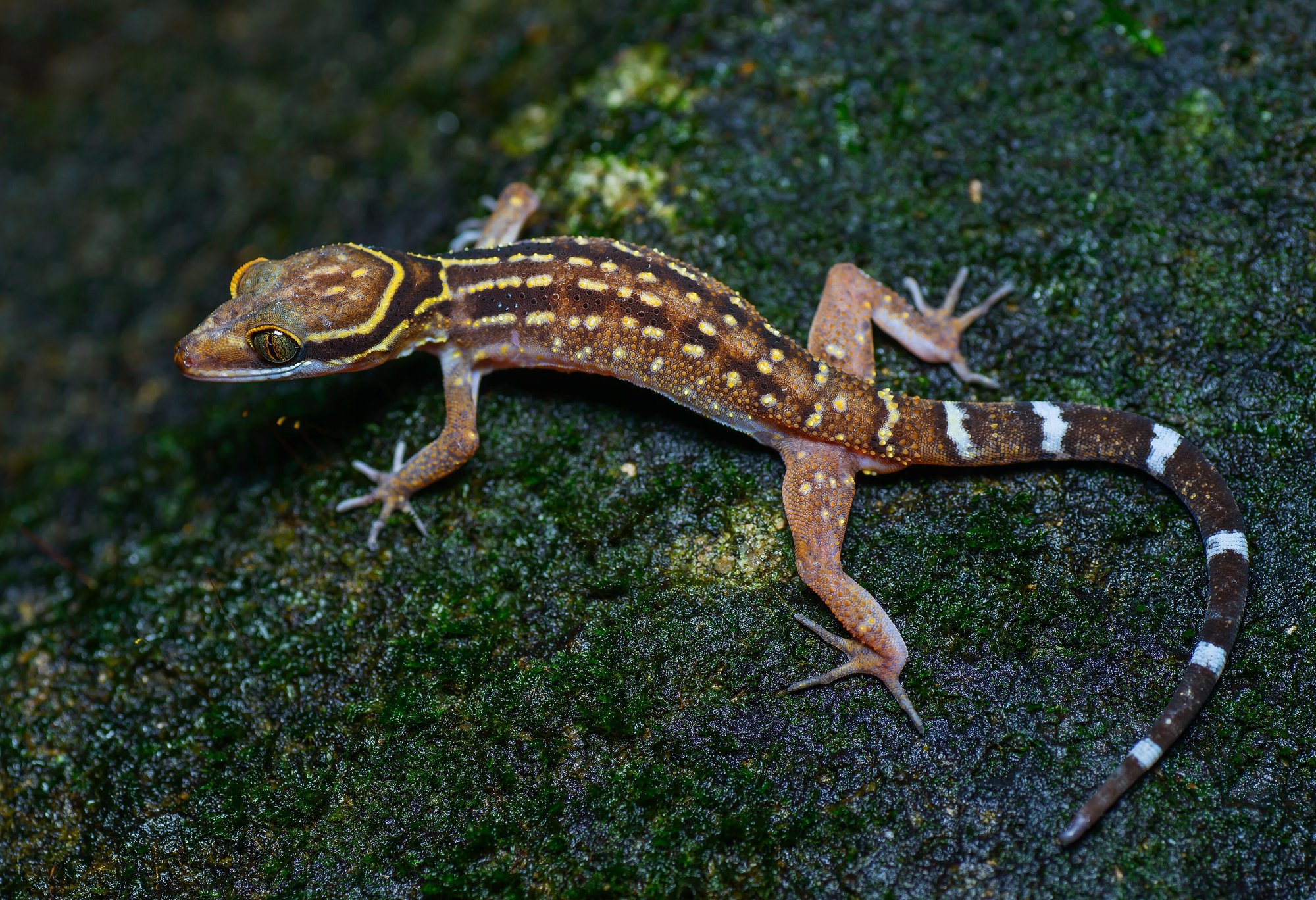Oldhams Bogenfingergecko (Cyrtodactylus oldhami), typisches Aussehen der Art