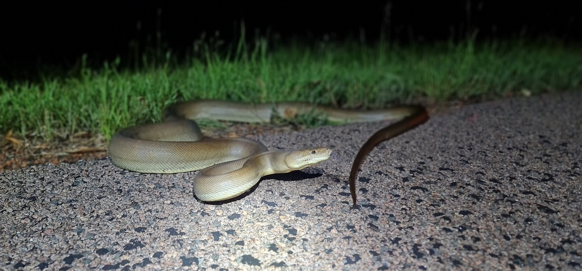 Olivpython (Liasis olivaceus), typisches Aussehen der Art