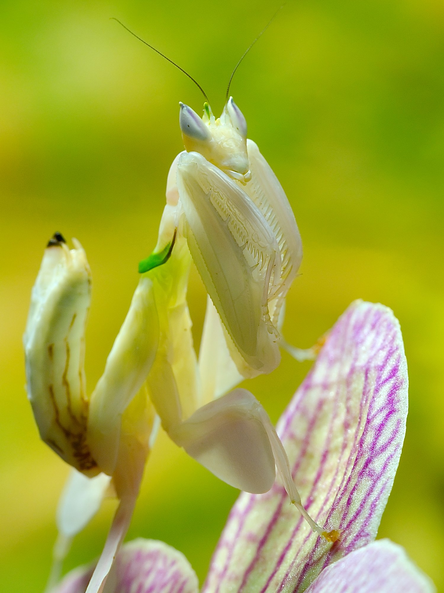 Orchideenmantis (Hymenopus coronatus), typisches Aussehen der Art