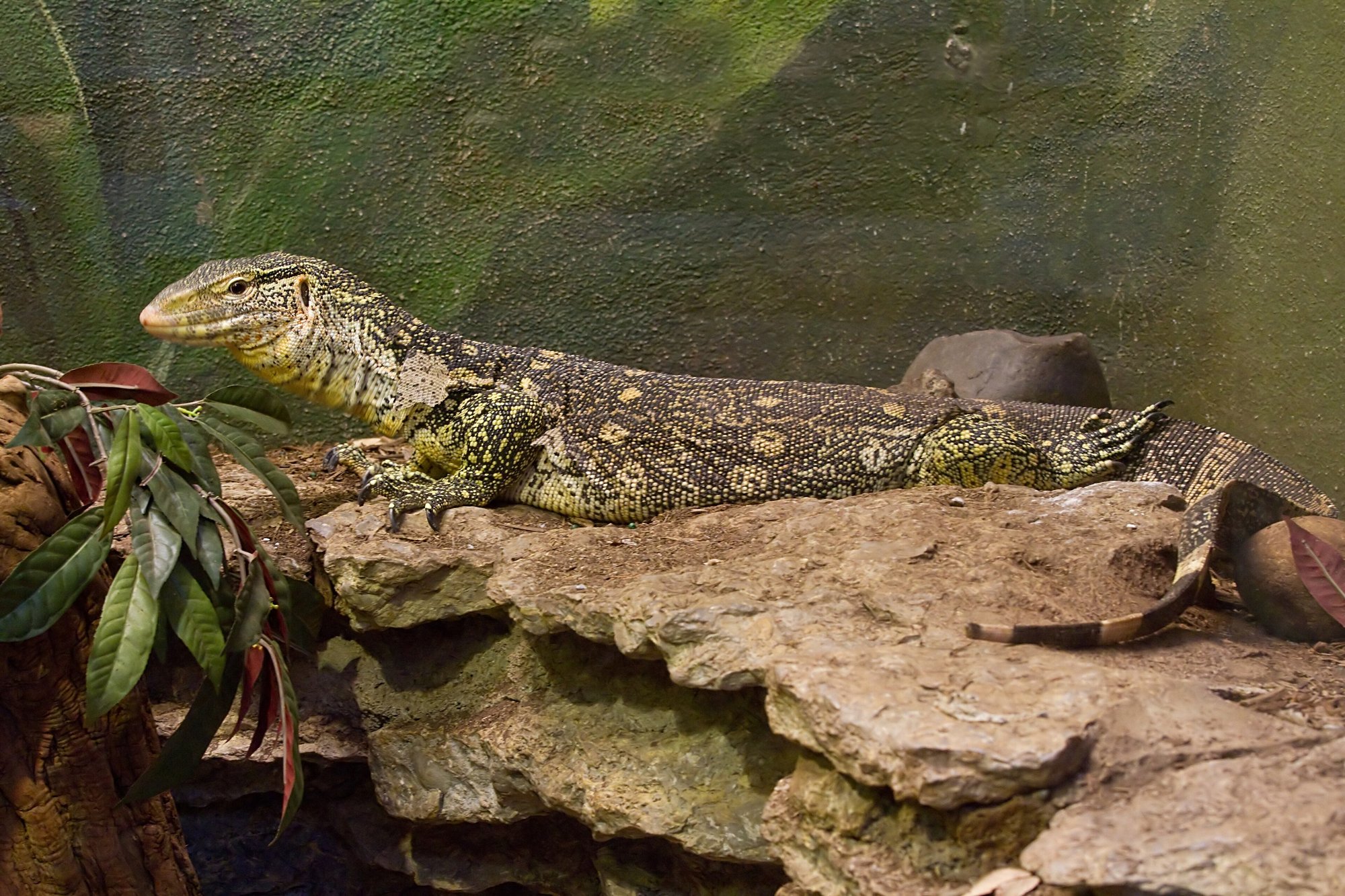 Ornate Nilwaran (Varanus ornatus), typisches Aussehen der Art