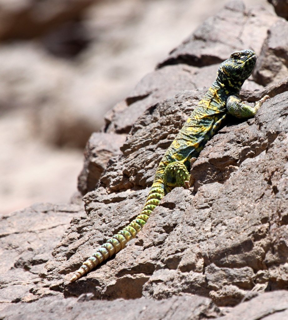 Ornate Uromastyx (Uromastyx ornata), typisches Aussehen der Art