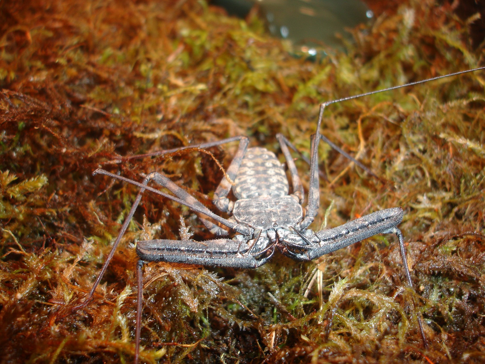 Ostafrikanische Geißelspinne (Damon variegatus), typisches Aussehen der Art