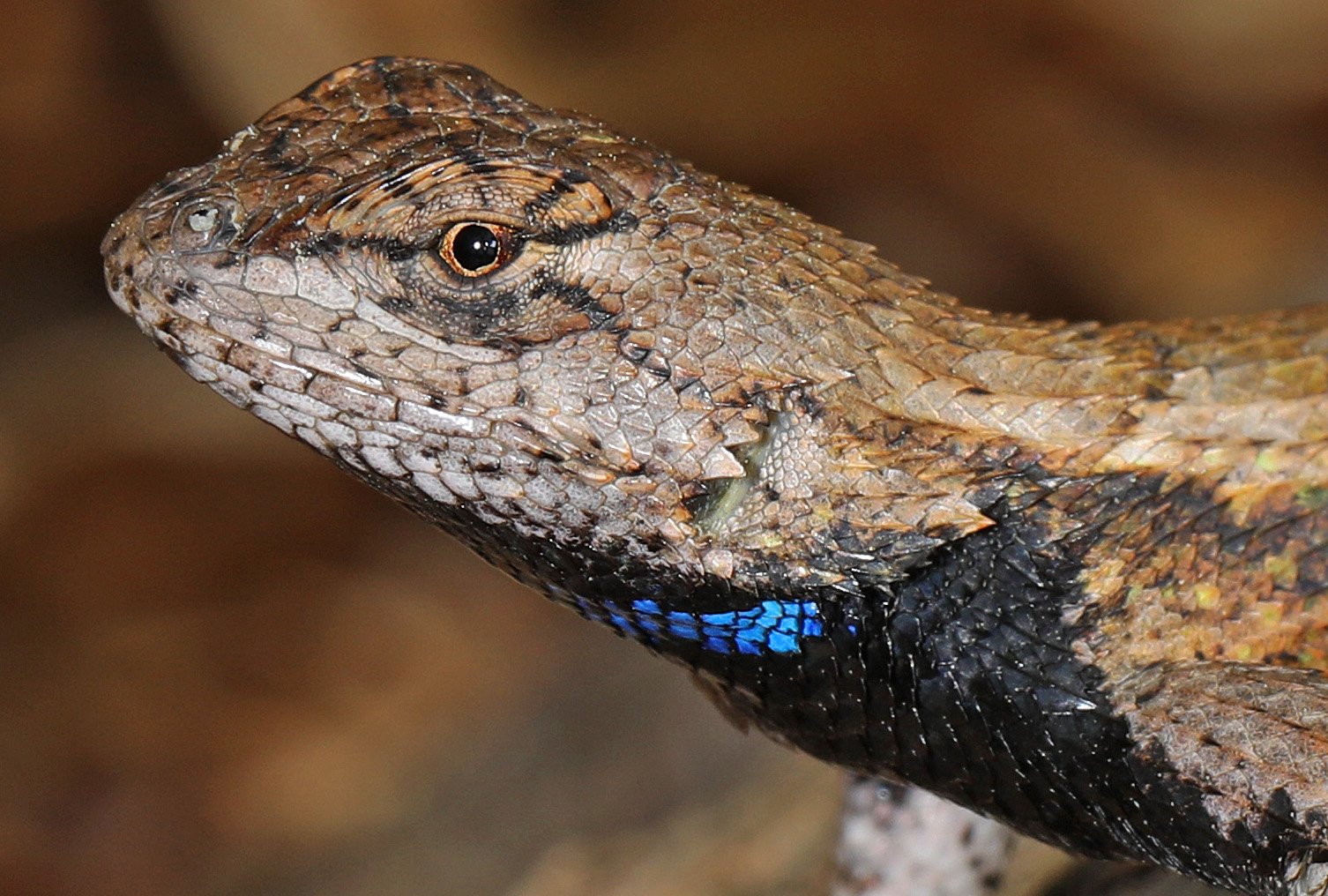 Östlicher Zaunleguan (Sceloporus undulatus), typisches Aussehen der Art