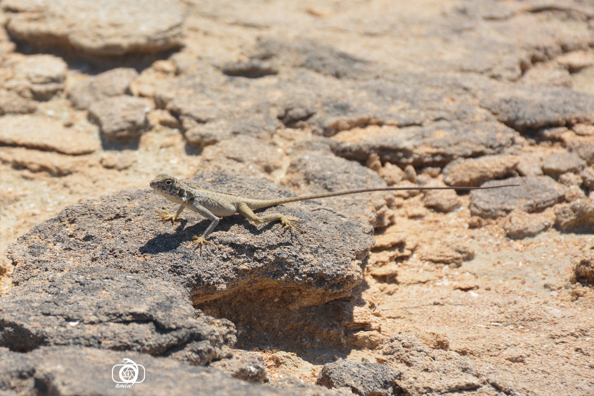 Painted Agama (Laudakia melanura), typisches Aussehen der Art