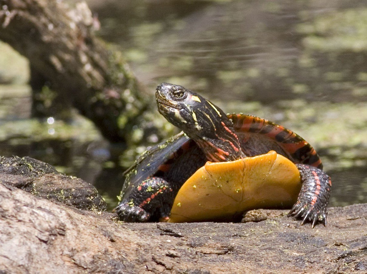 Painted Turtle (Chrysemys picta), typisches Aussehen der Art