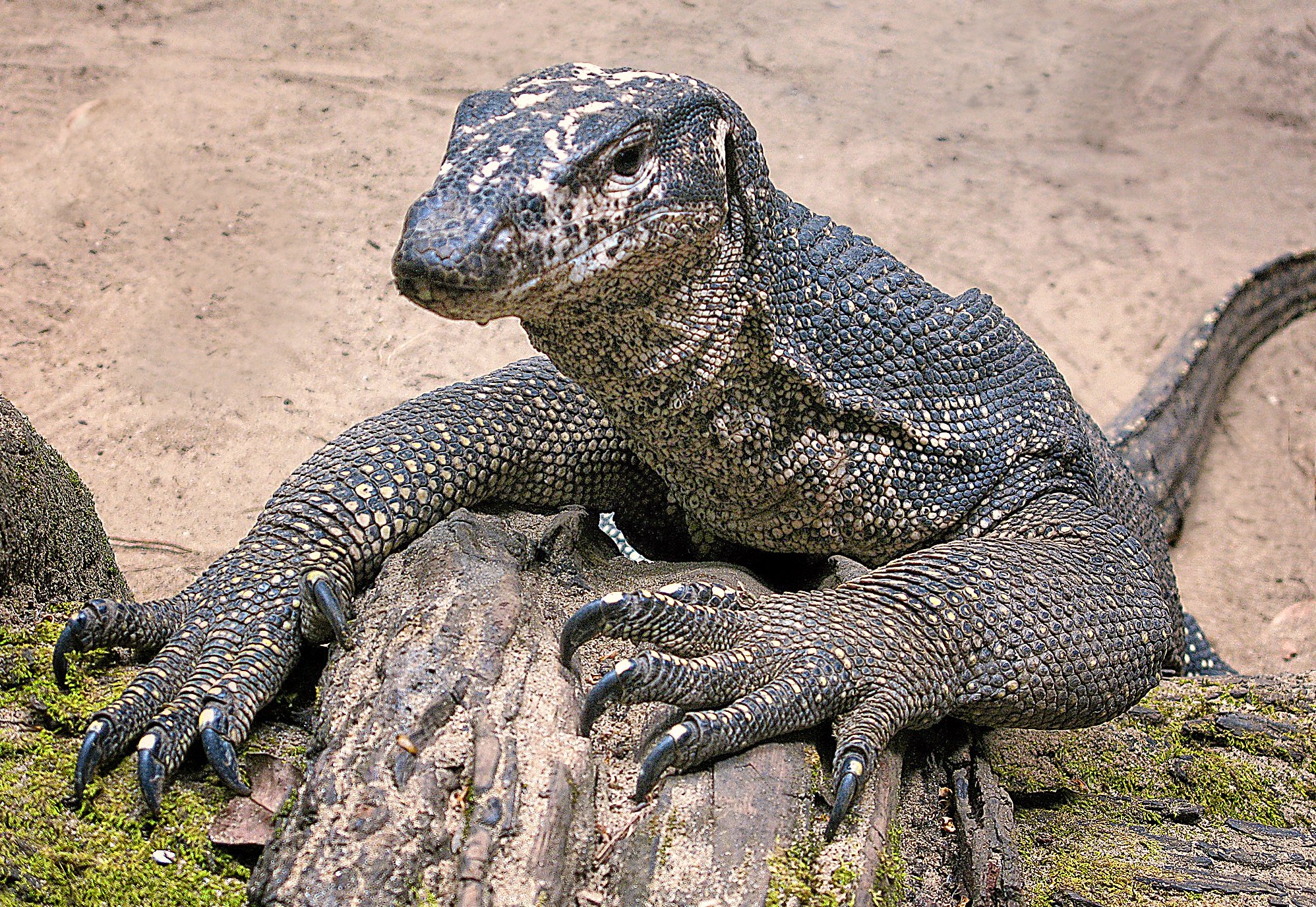 Palawan-Waran (Varanus palawanensis), typisches Aussehen der Art