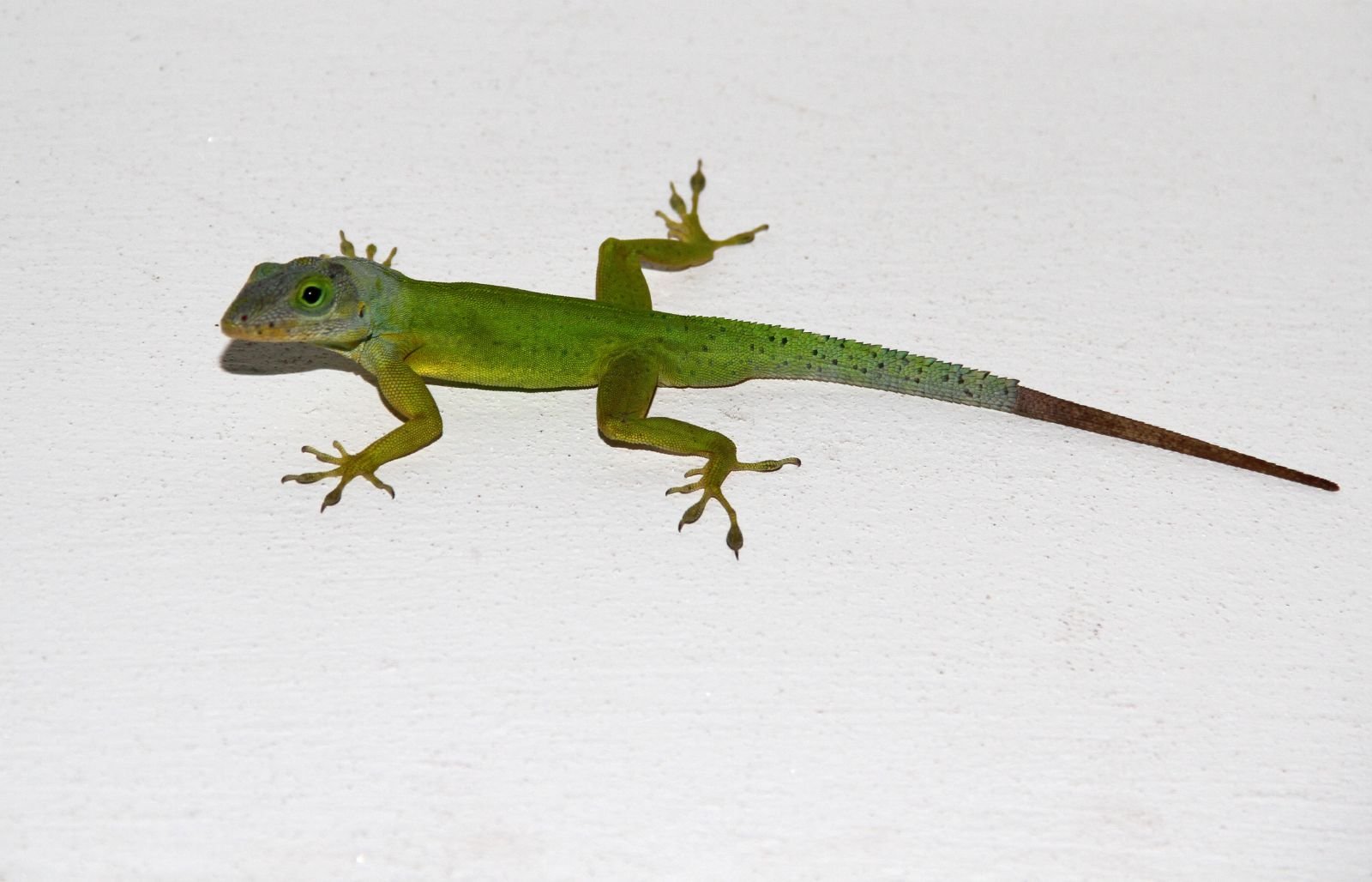 Pantheranolis (Anolis bimaculatus), typisches Aussehen der Art