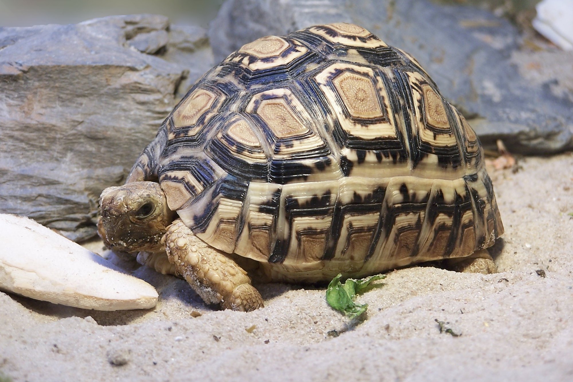 Pantherschildkröte (Stigmochelys pardalis), typisches Aussehen der Art