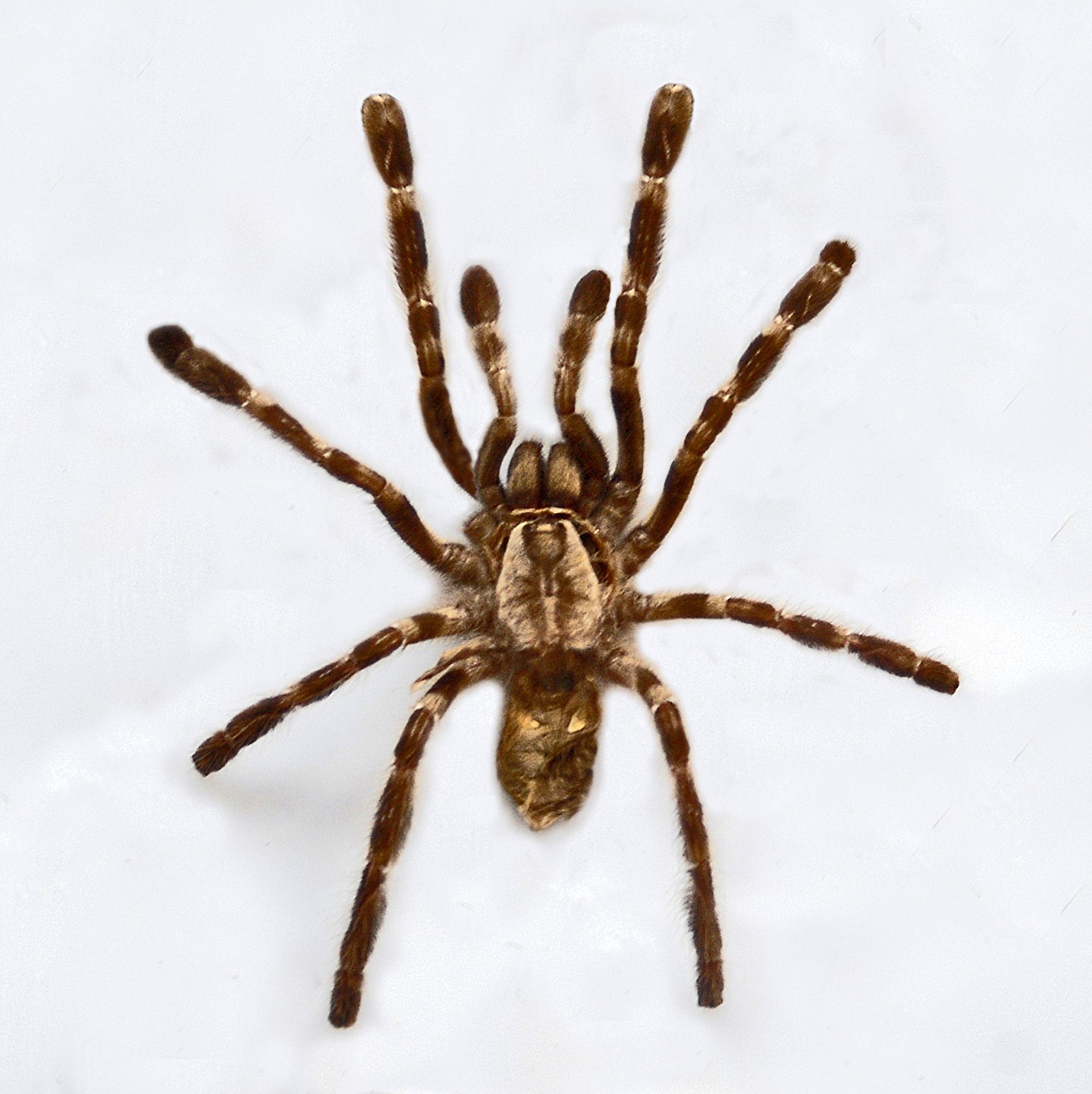 Pedersens Ornament-Vogelspinne (Poecilotheria vittata), typisches Aussehen der Art