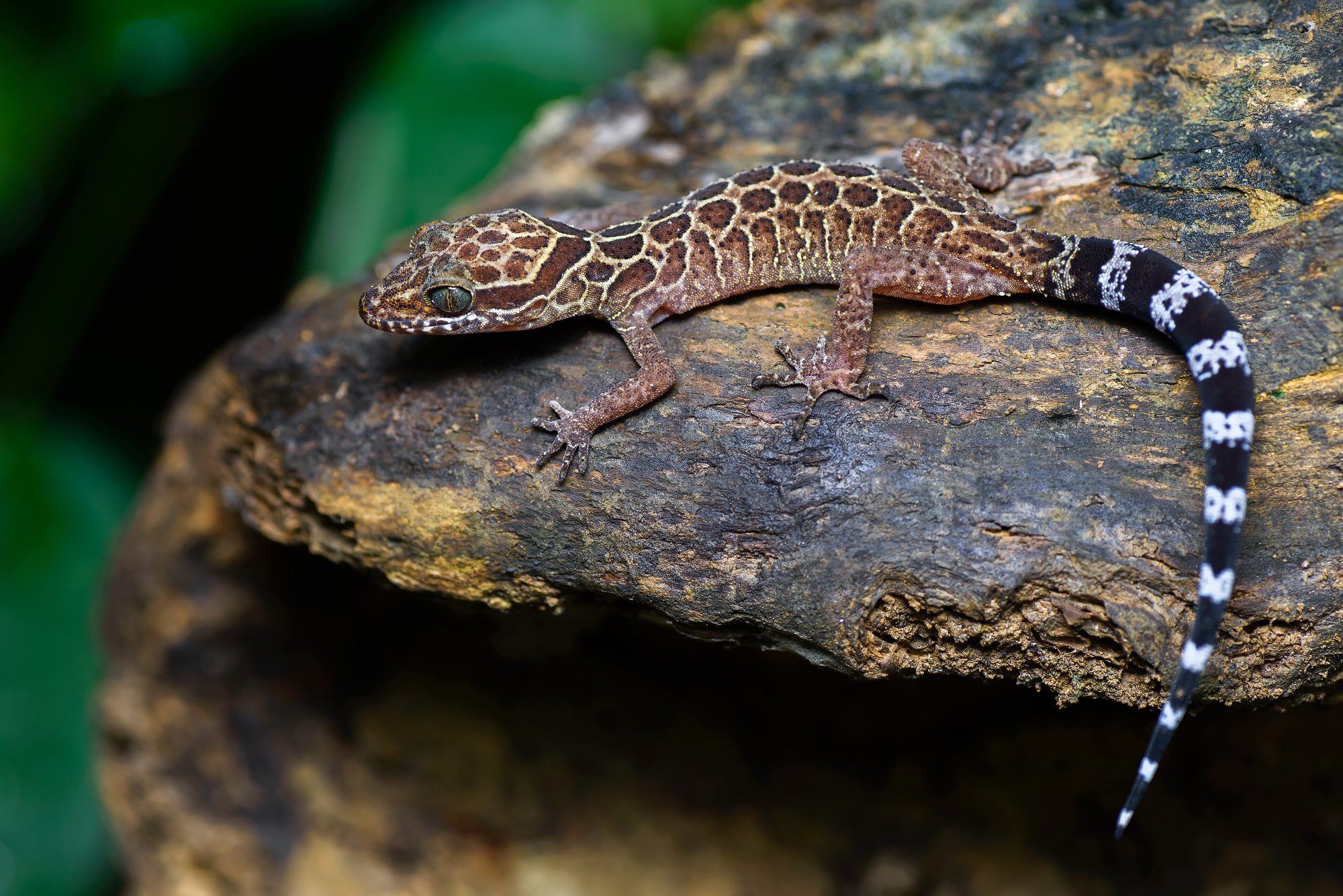 Pegu-Bogenfingergecko (Cyrtodactylus peguensis), typisches Aussehen der Art