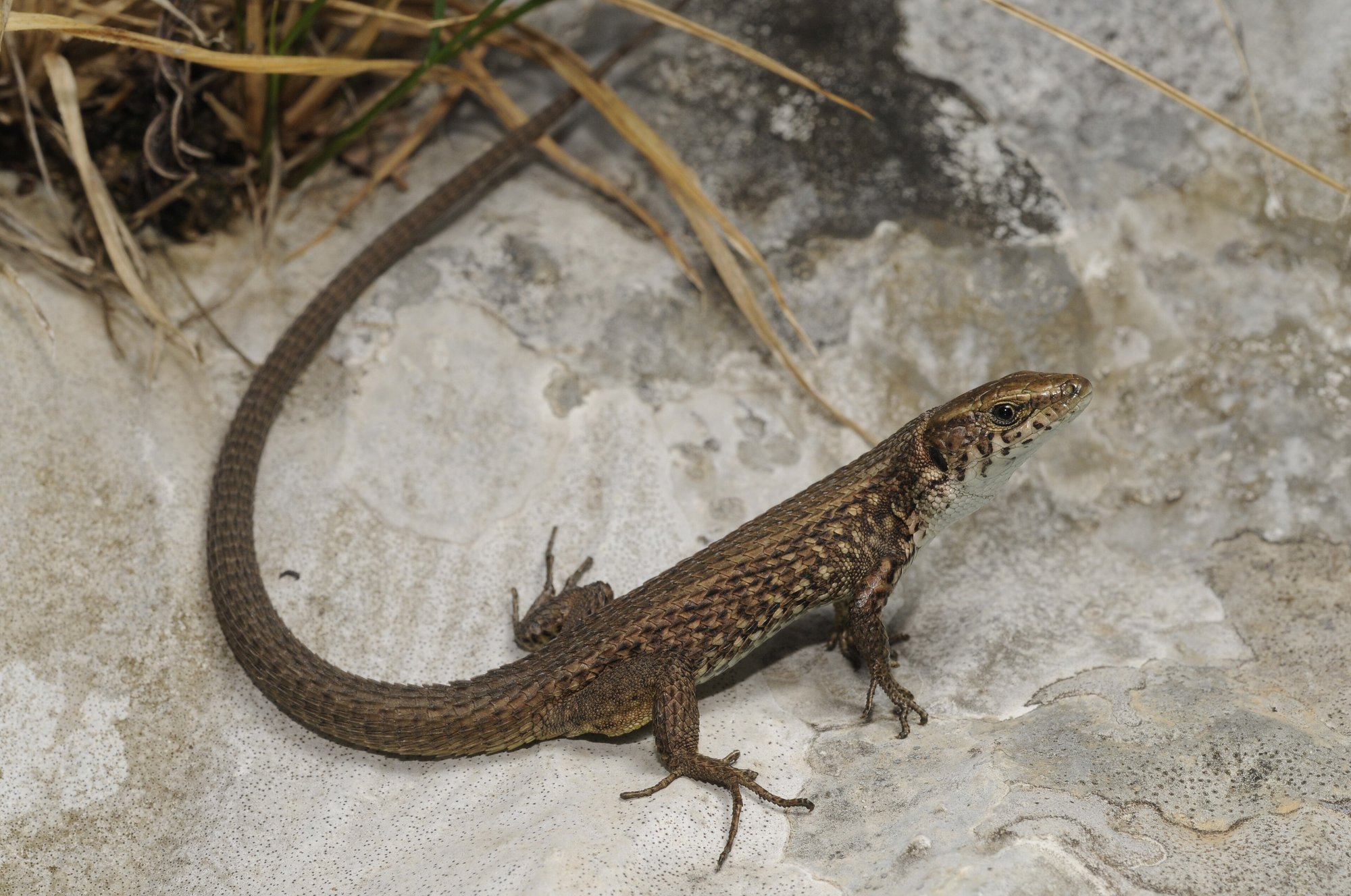 Peloponnes-Kieleidechse (Algyroides moreoticus), typisches Aussehen der Art
