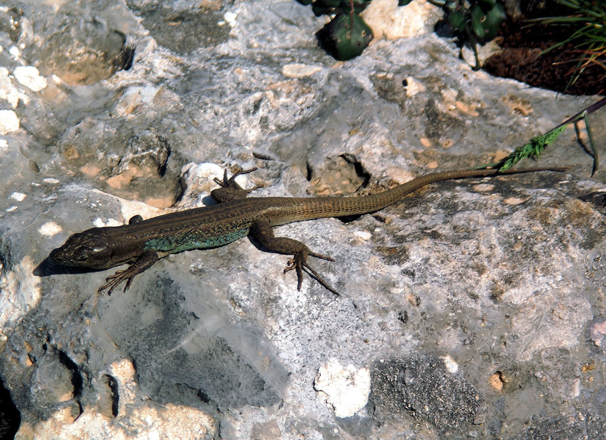 Peloponnes-Mauereidechse (Podarcis peloponnesiacus), typisches Aussehen der Art