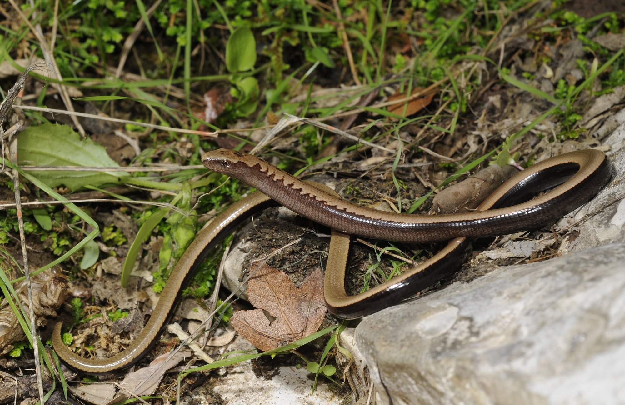 Peloponnesische Blindschleiche (Anguis cephallonica), typisches Aussehen der Art