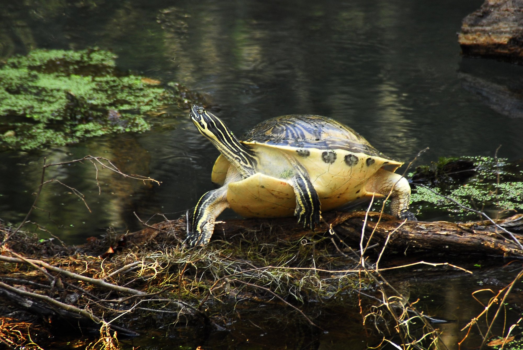 Peninsula-Cooter (Pseudemys peninsularis), typisches Aussehen der Art