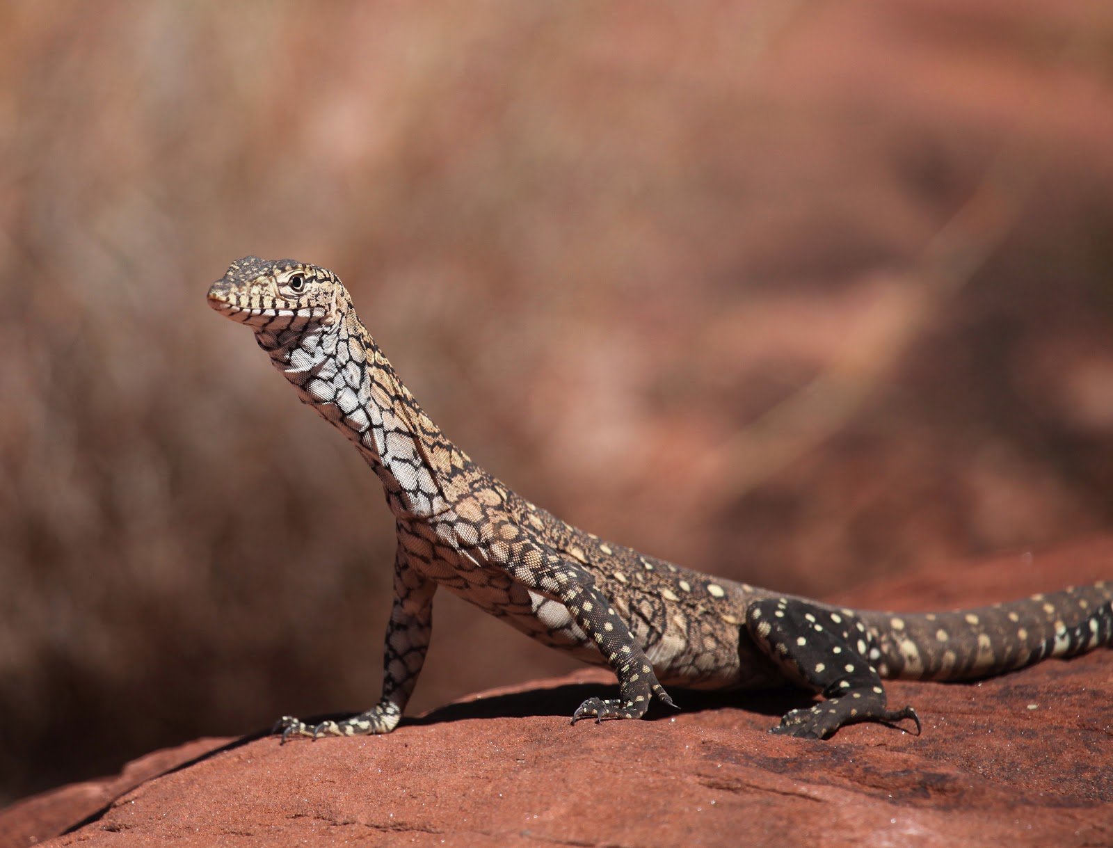 Perentie (Varanus giganteus), typisches Aussehen der Art