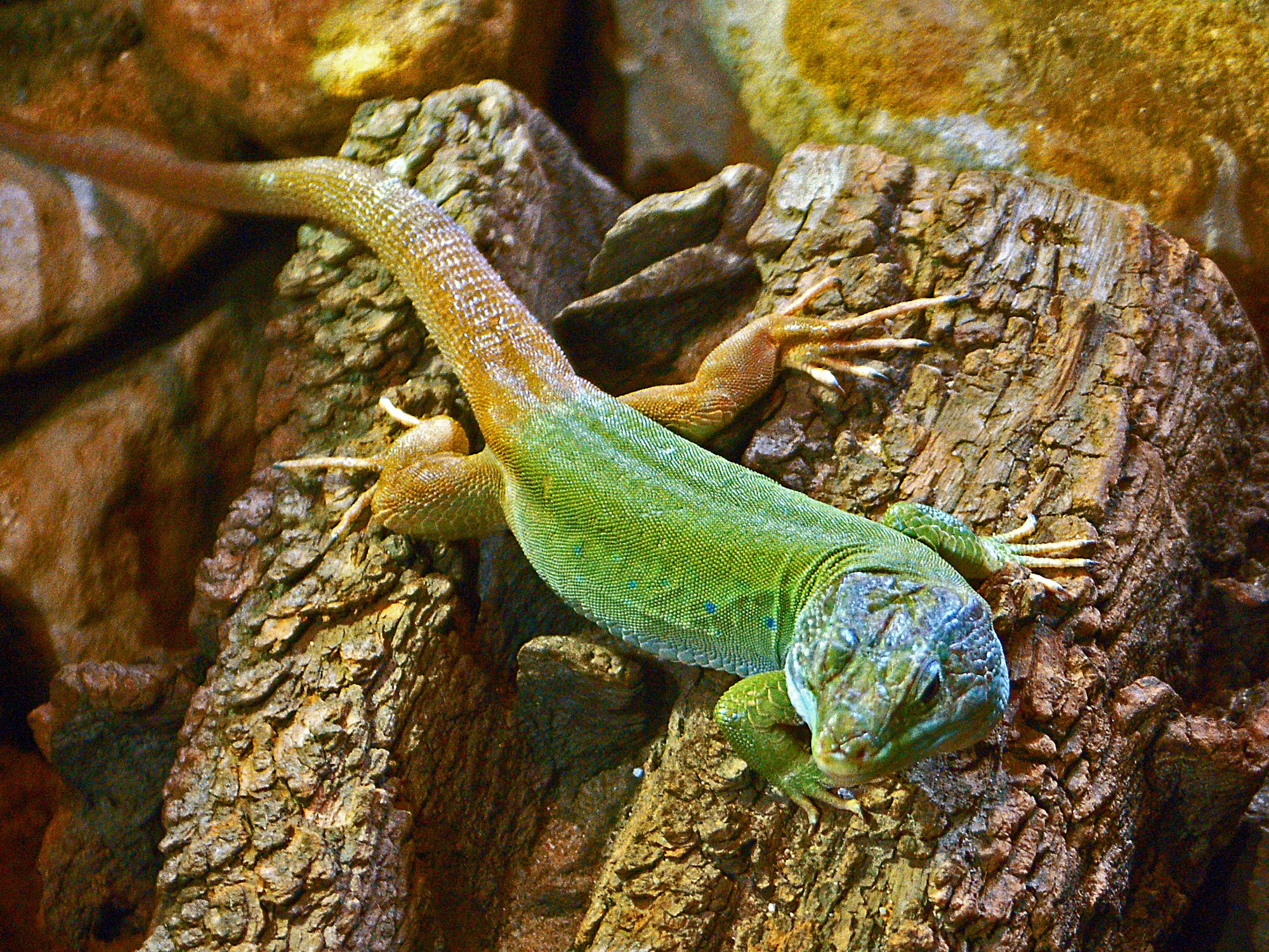 Perlschnur-Eidechse (Timon tangitanus), typisches Aussehen der Art