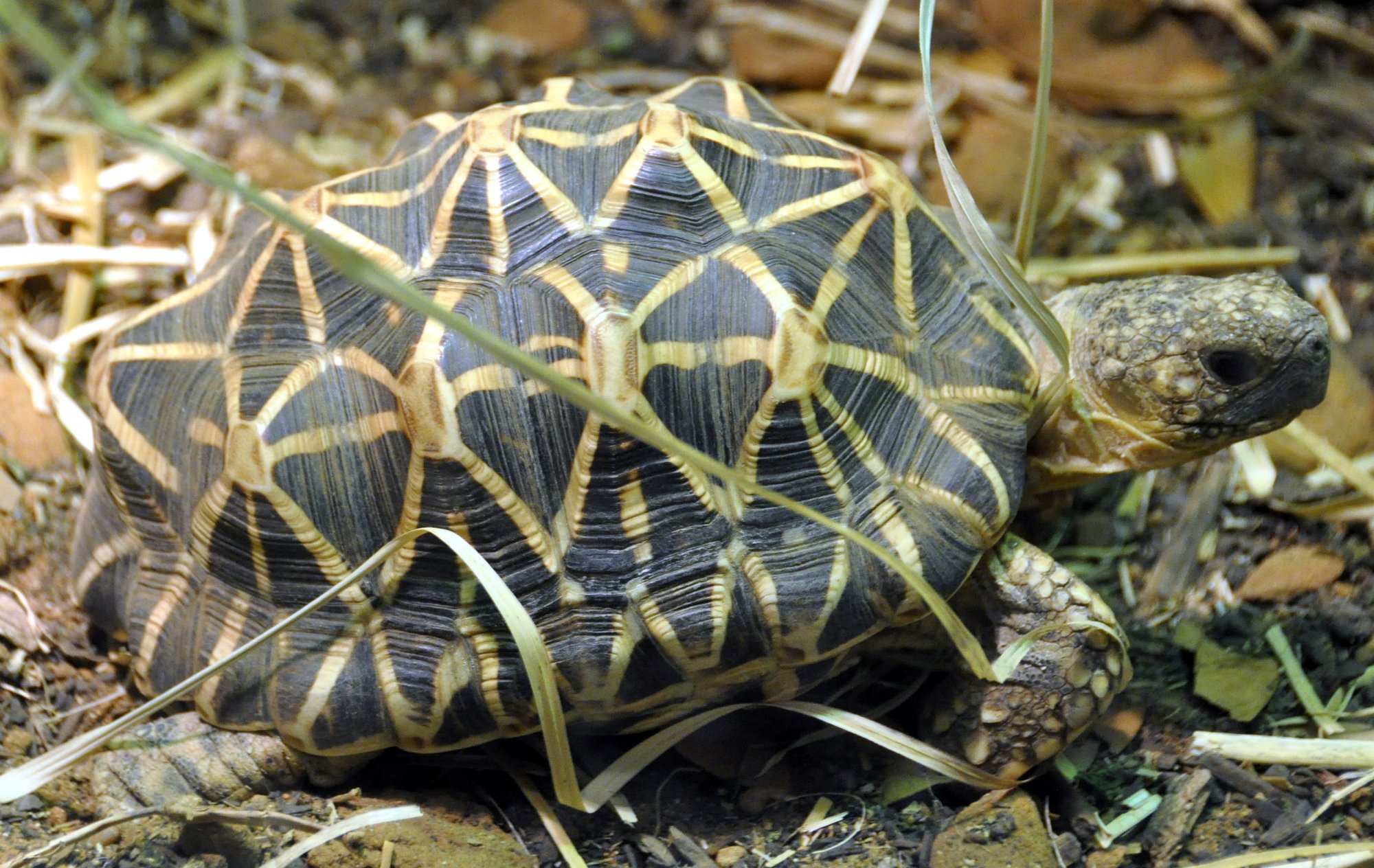 Pfirsichschildkröte (Geochelone elegans), typisches Aussehen der Art