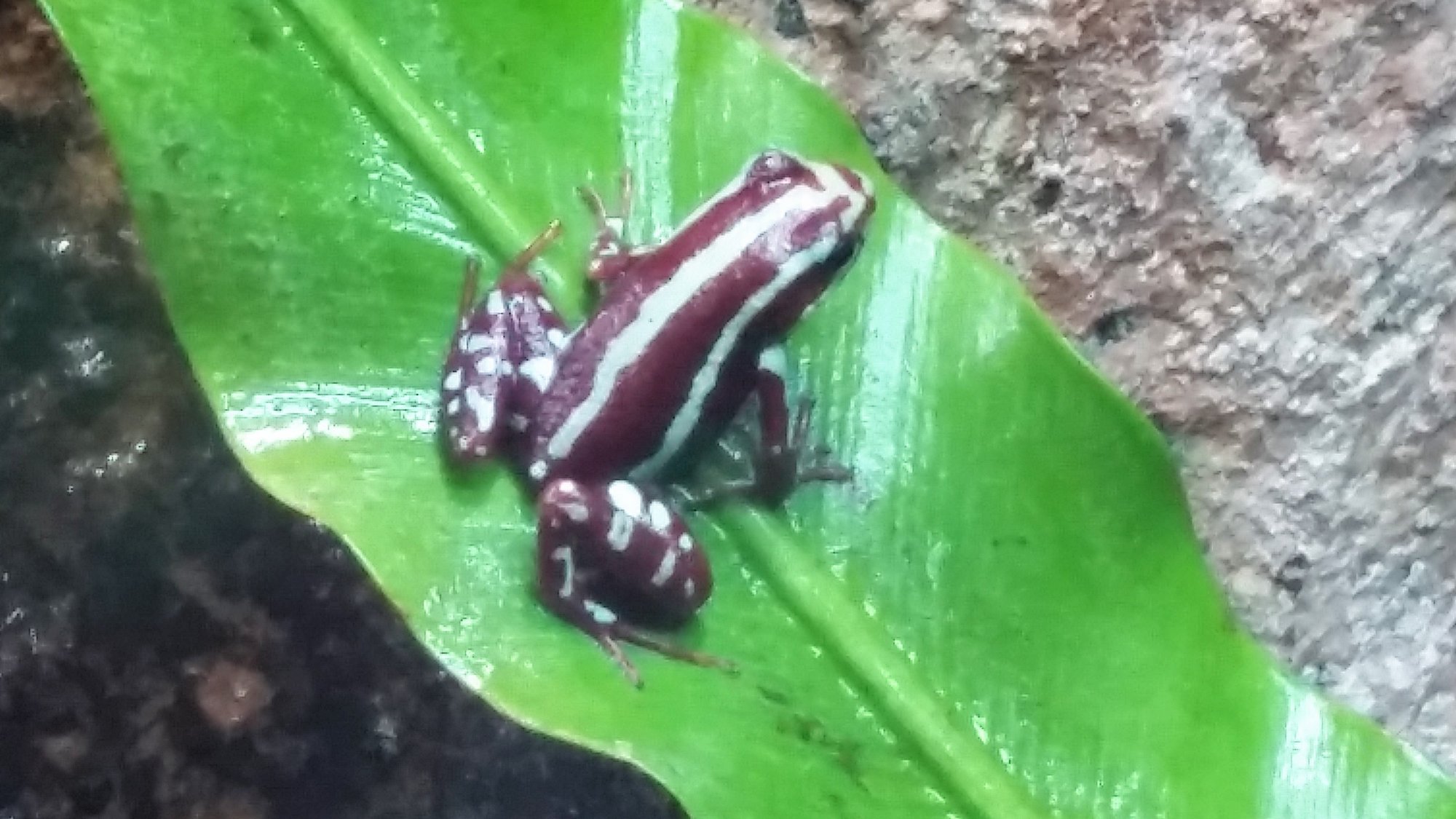 Phantasmal-Giftfrosch (Epipedobates anthonyi), typisches Aussehen der Art