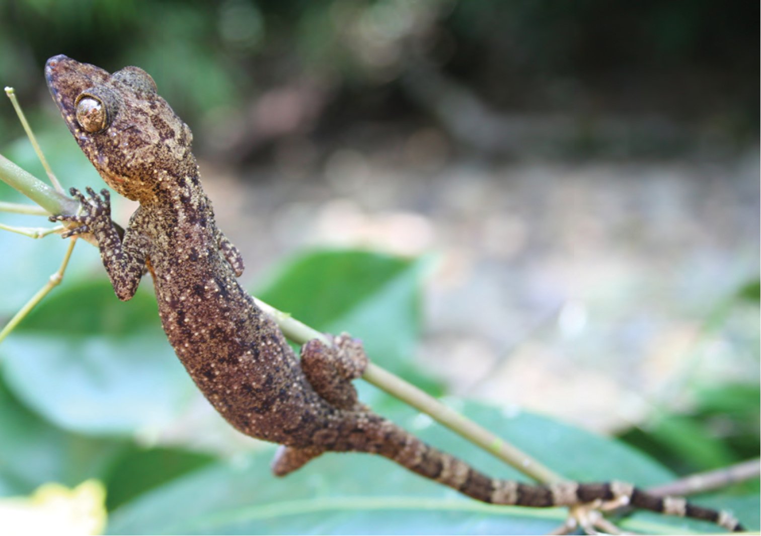 Philippinen-Bogenfingergecko (Cyrtodactylus philippinicus), typisches Aussehen der Art