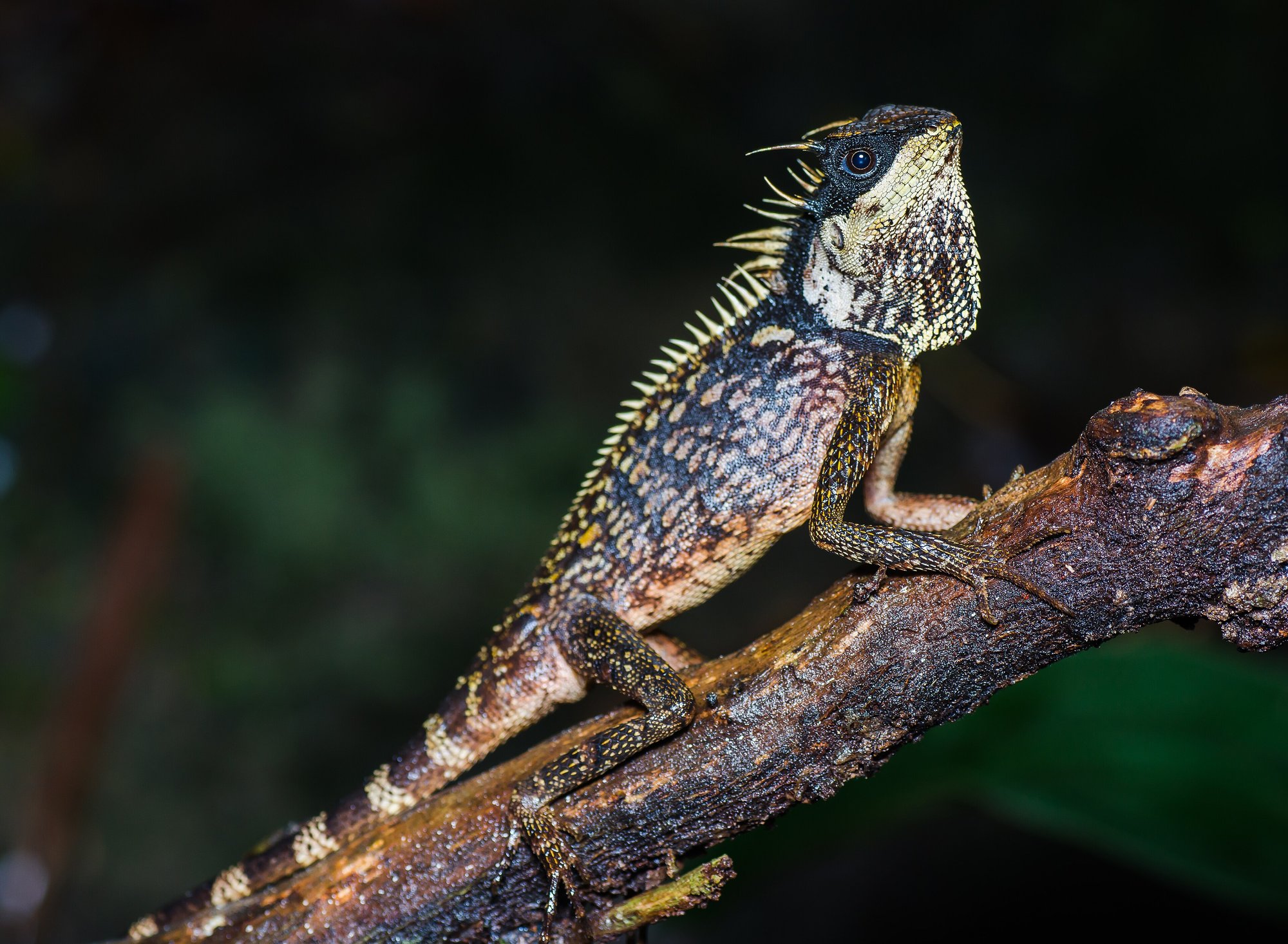 Phuket-Nackenstachler (Acanthosaura phuketensis), typisches Aussehen der Art