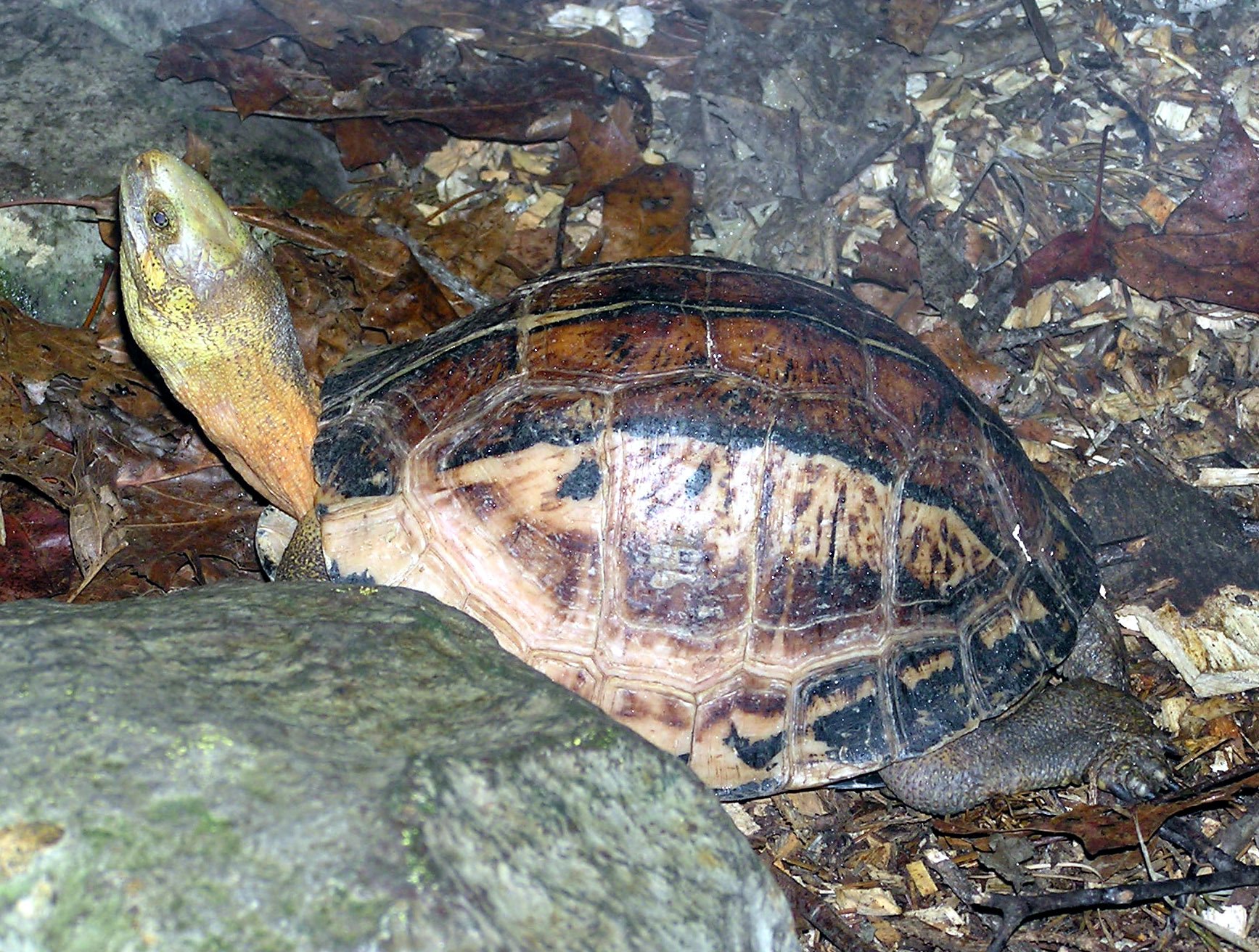 Picturata Box Turtle (Cuora picturata), typisches Aussehen der Art