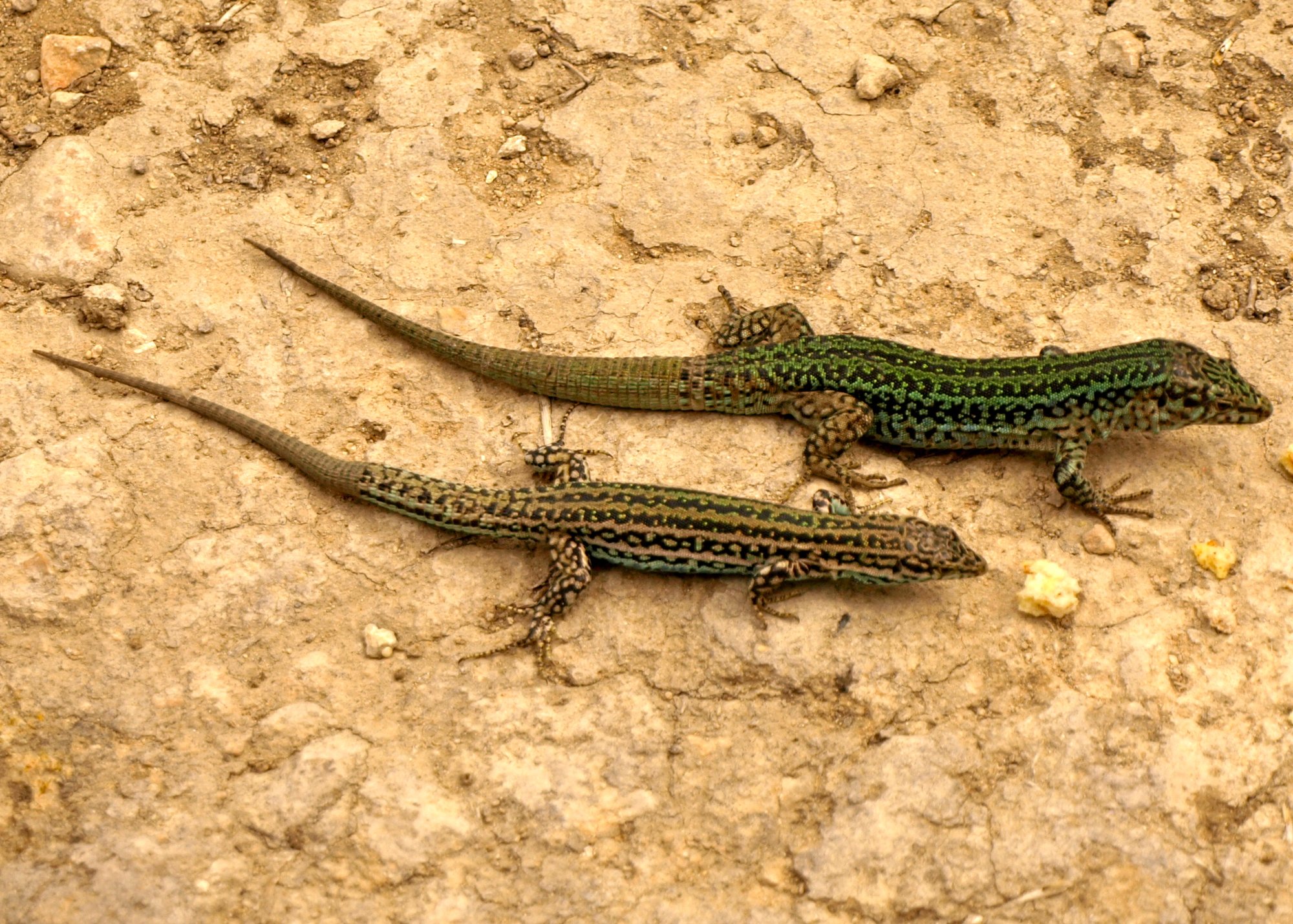 Pityusen-Eidechse (Podarcis pityusensis), typisches Aussehen der Art