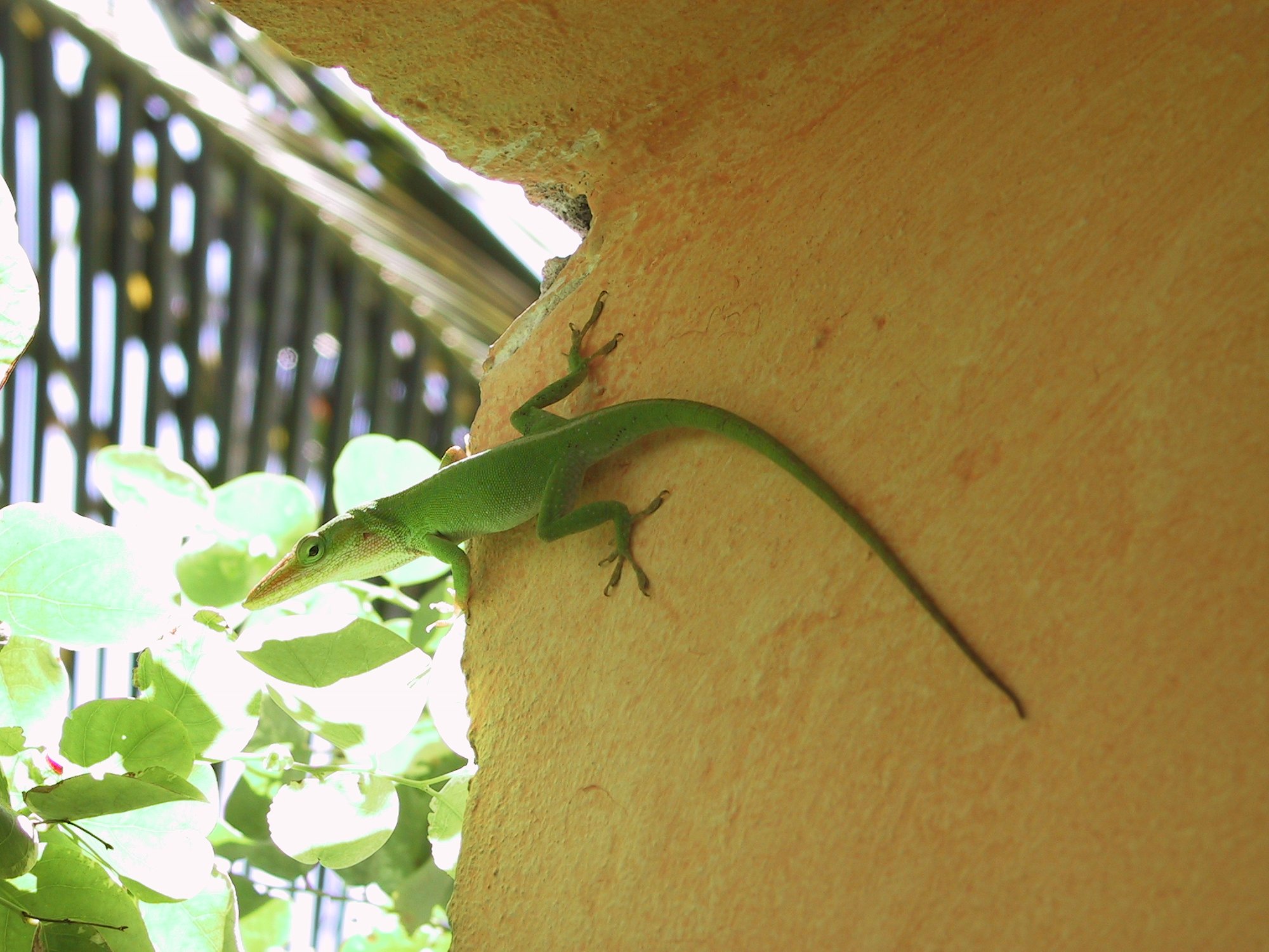 Porcatus-Anolis (Anolis porcatus), typisches Aussehen der Art