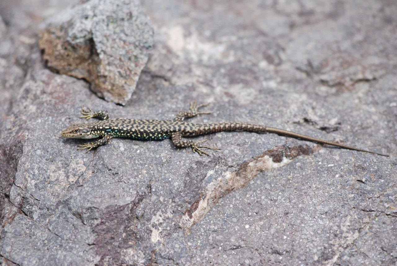 Portschinskis Felseidechse (Darevskia portschinskii), typisches Aussehen der Art