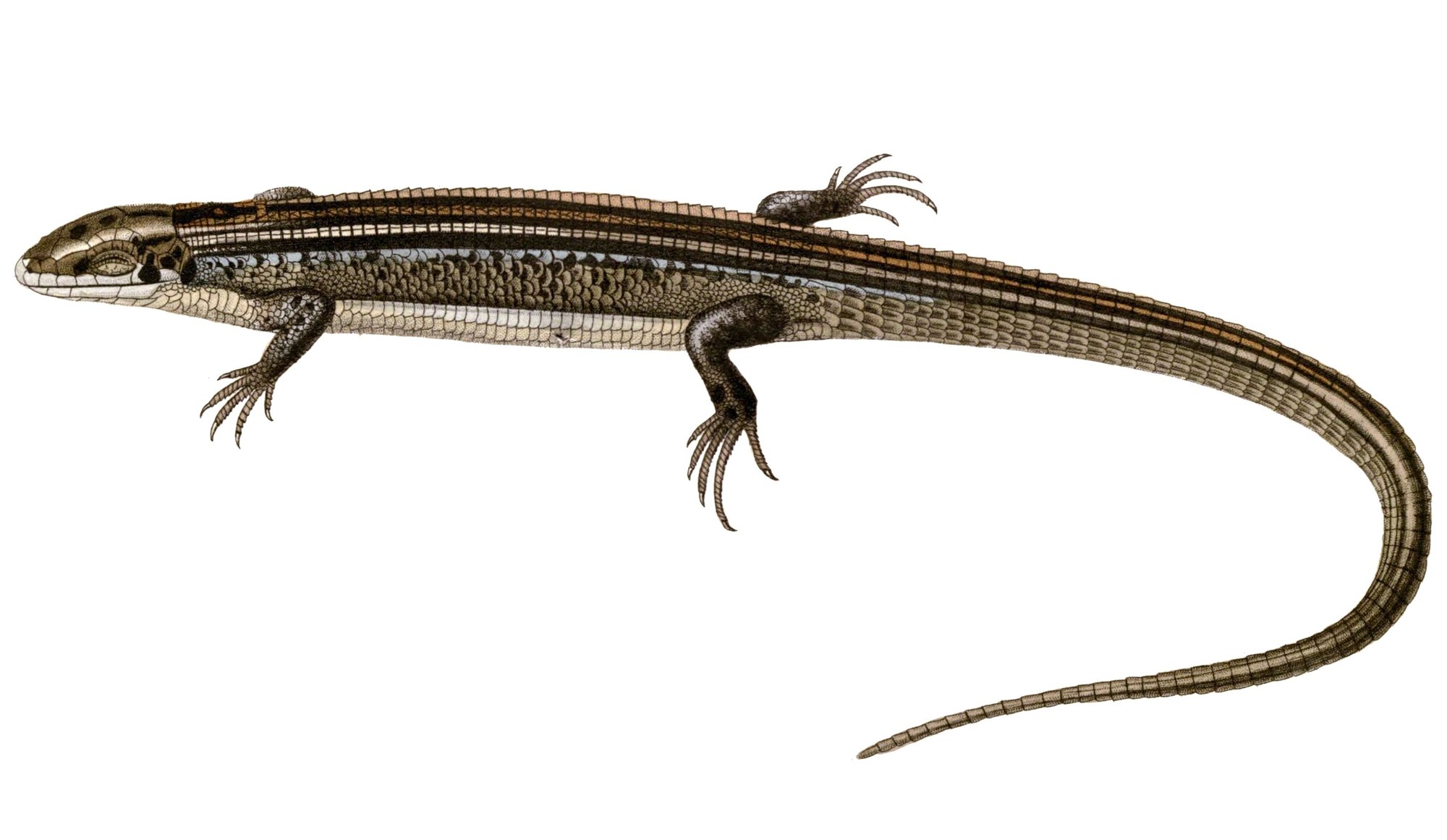 Prächtige Madagaskar-Schildechse (Zonosaurus ornatus), typisches Aussehen der Art