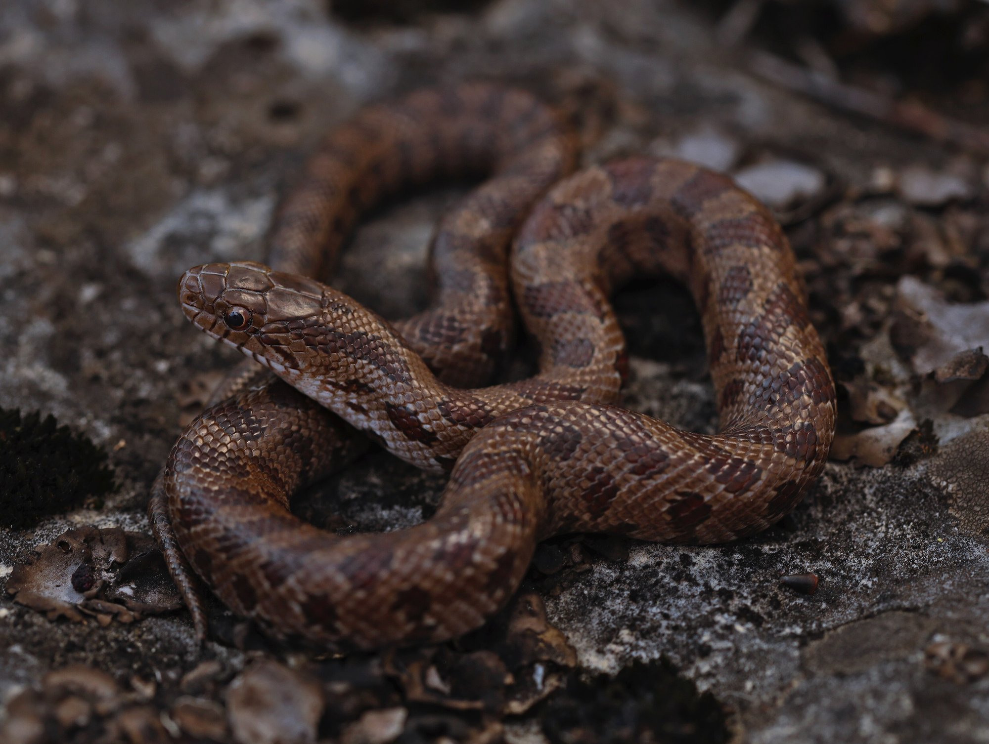Präriekönigsatter (Lampropeltis calligaster), typisches Aussehen der Art