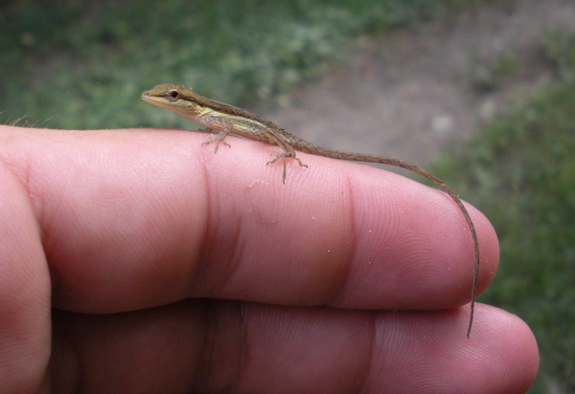 Puerto-Rico-Grasanolis (Anolis pulchellus), typisches Aussehen der Art