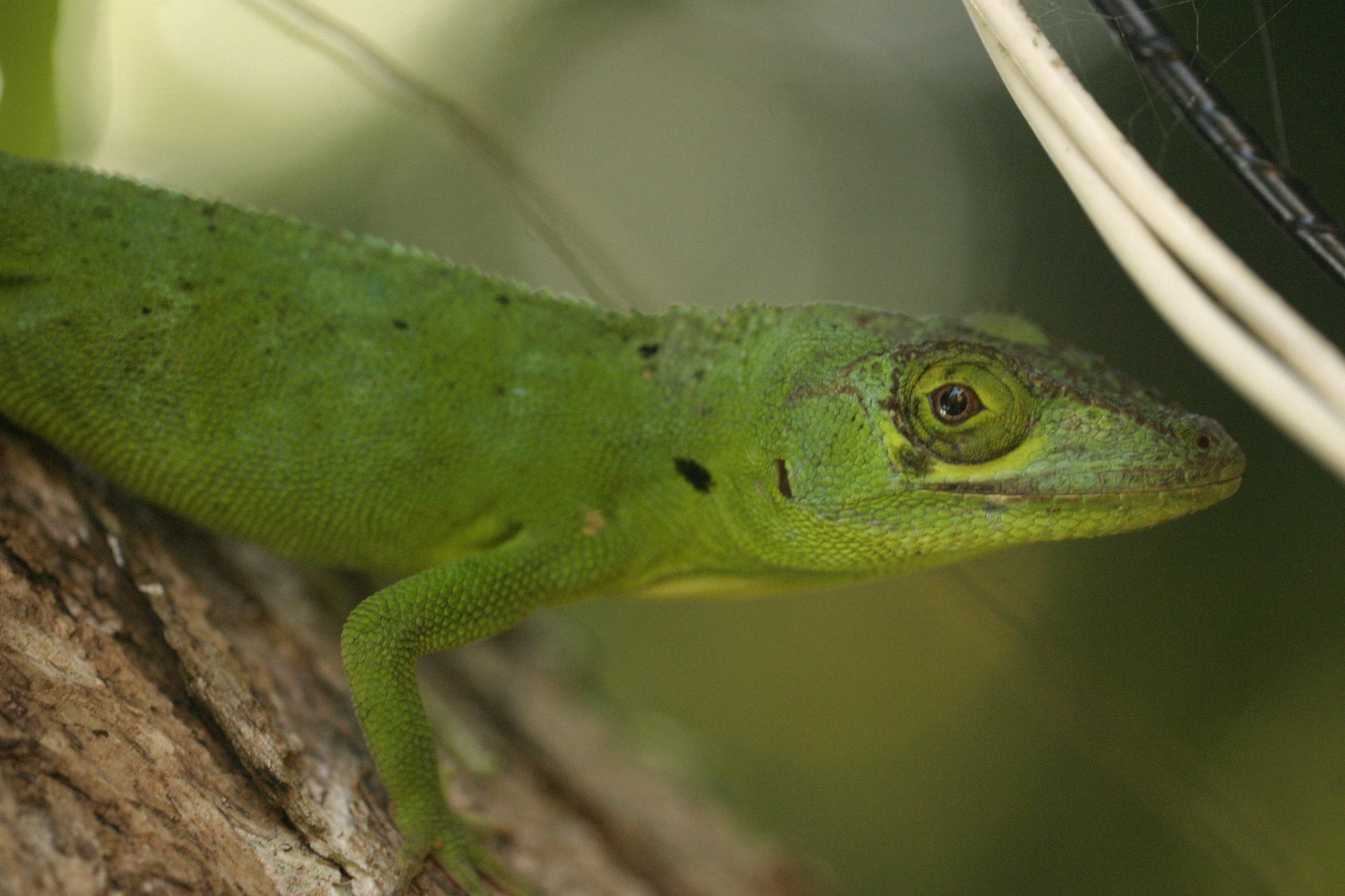 Puertorico-Riesenanolis (Anolis cuvieri), typisches Aussehen der Art