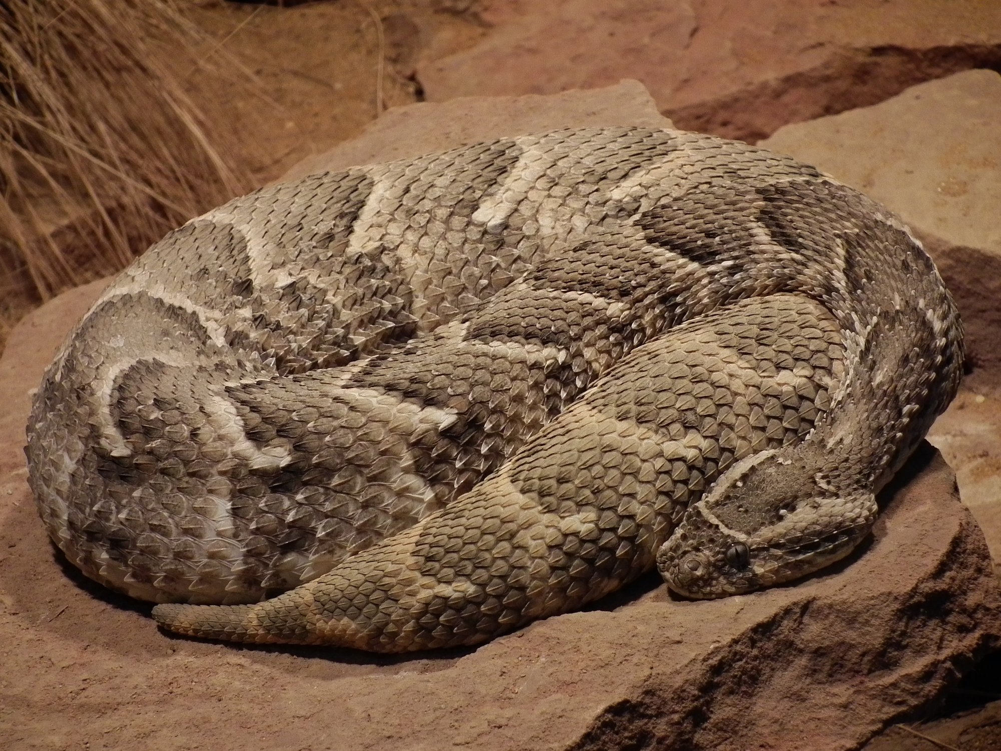 Puffotter (Bitis arietans), typisches Aussehen der Art