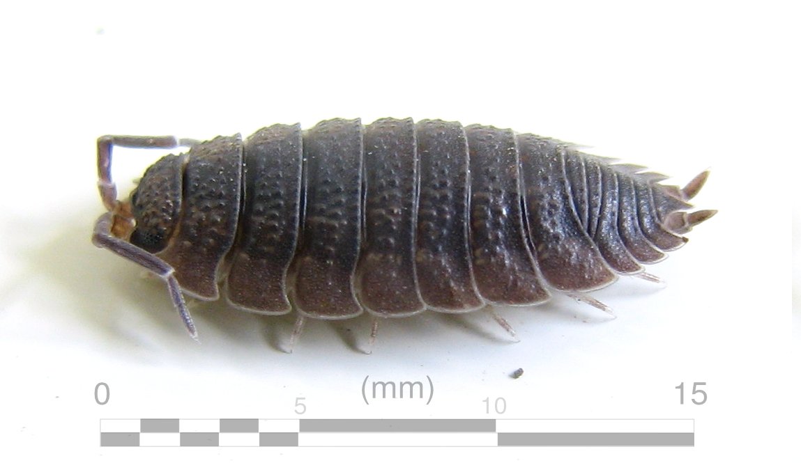 Raue Kellerassel (Porcellio scaber), typisches Aussehen der Art