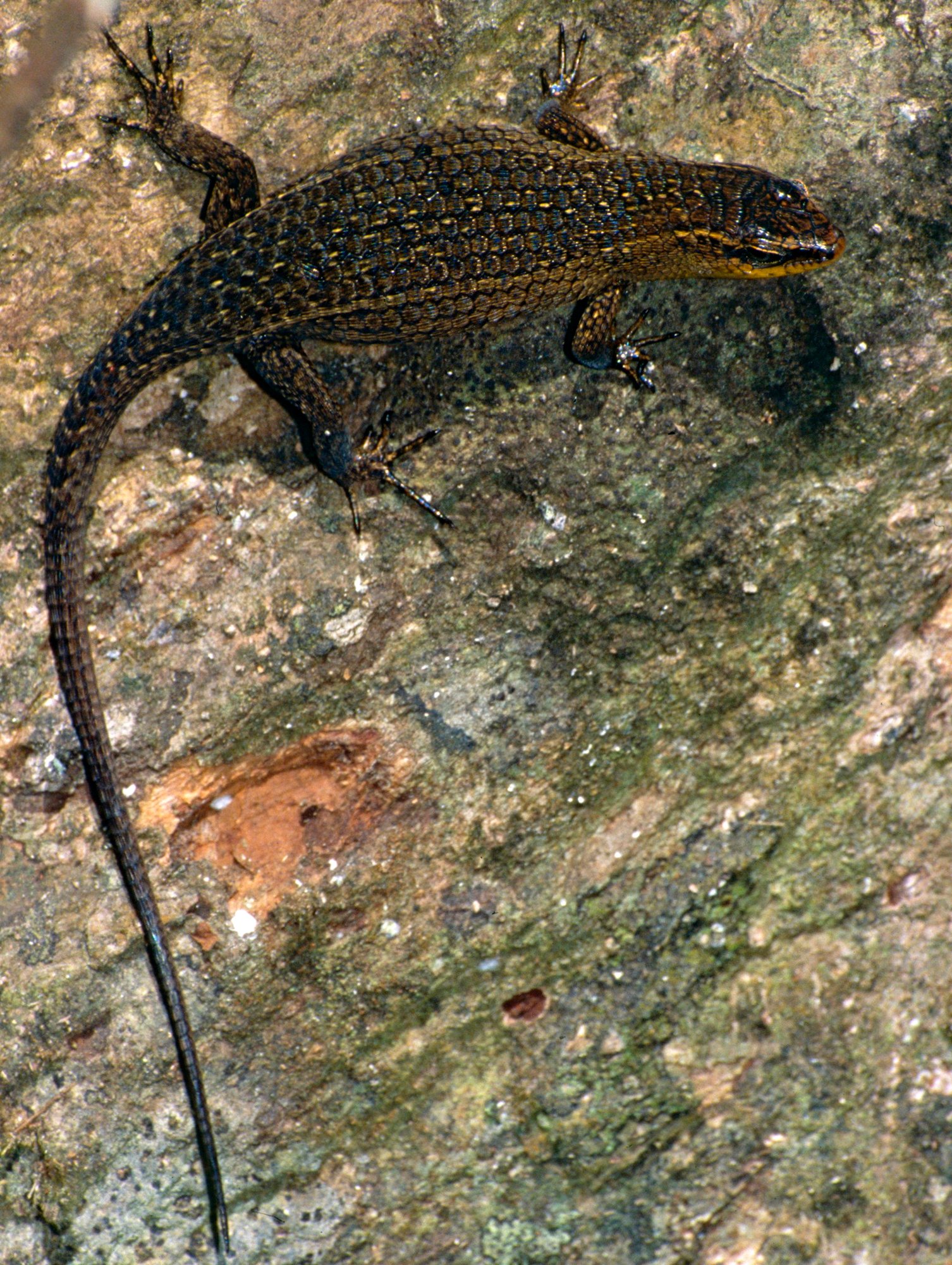 Rauer Mabuya-Skink (Eutropis rugifera), typisches Aussehen der Art