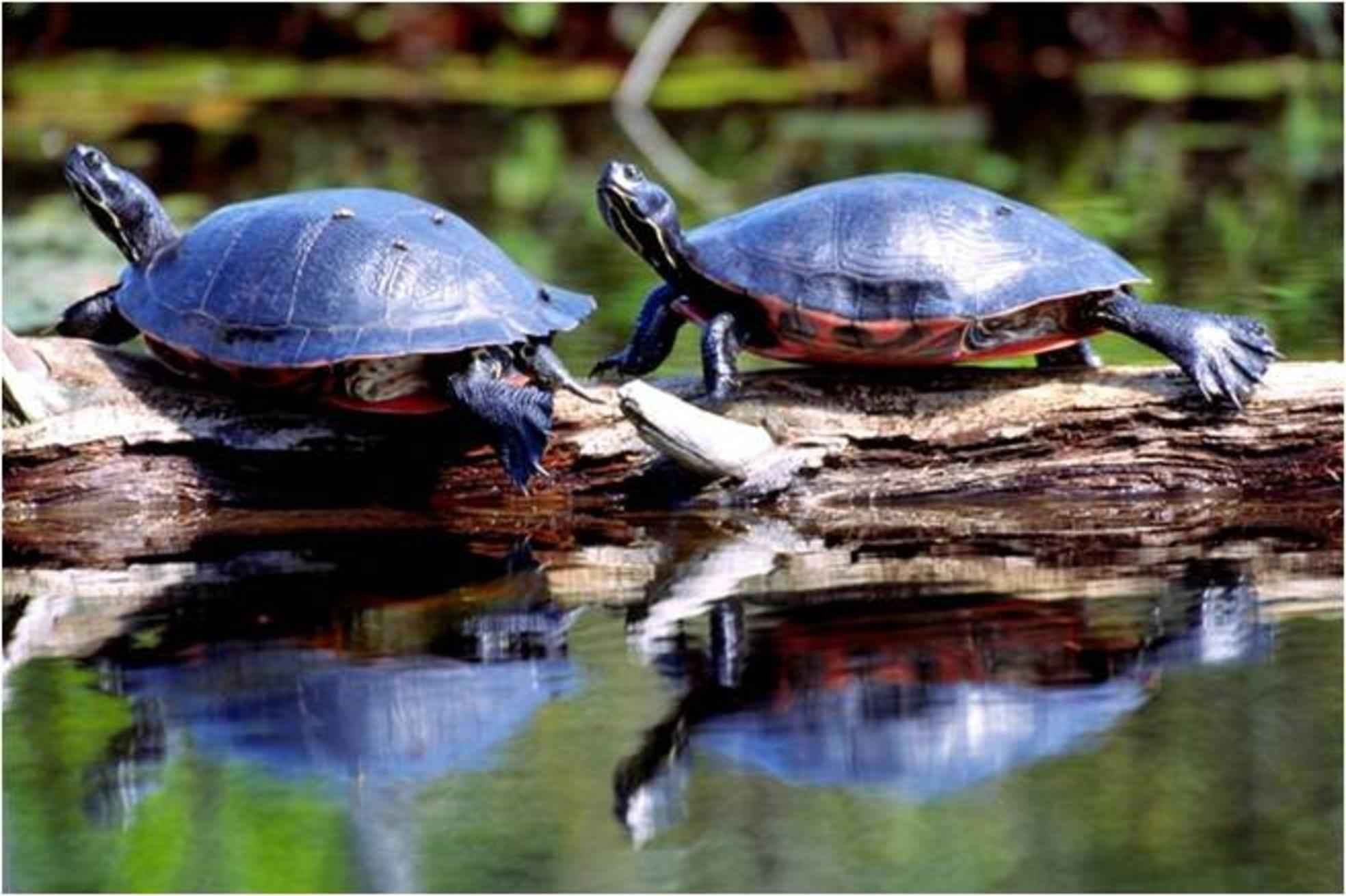 Red-Bellied Turtle (Pseudemys rubriventris), typisches Aussehen der Art