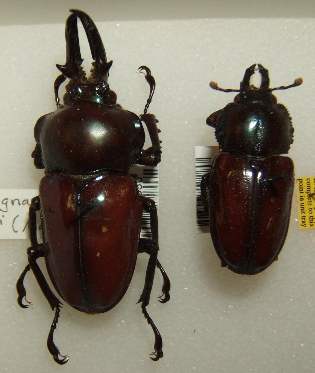 Regenbogen-Hirschkäfer (Phalacrognathus muelleri), typisches Aussehen der Art
