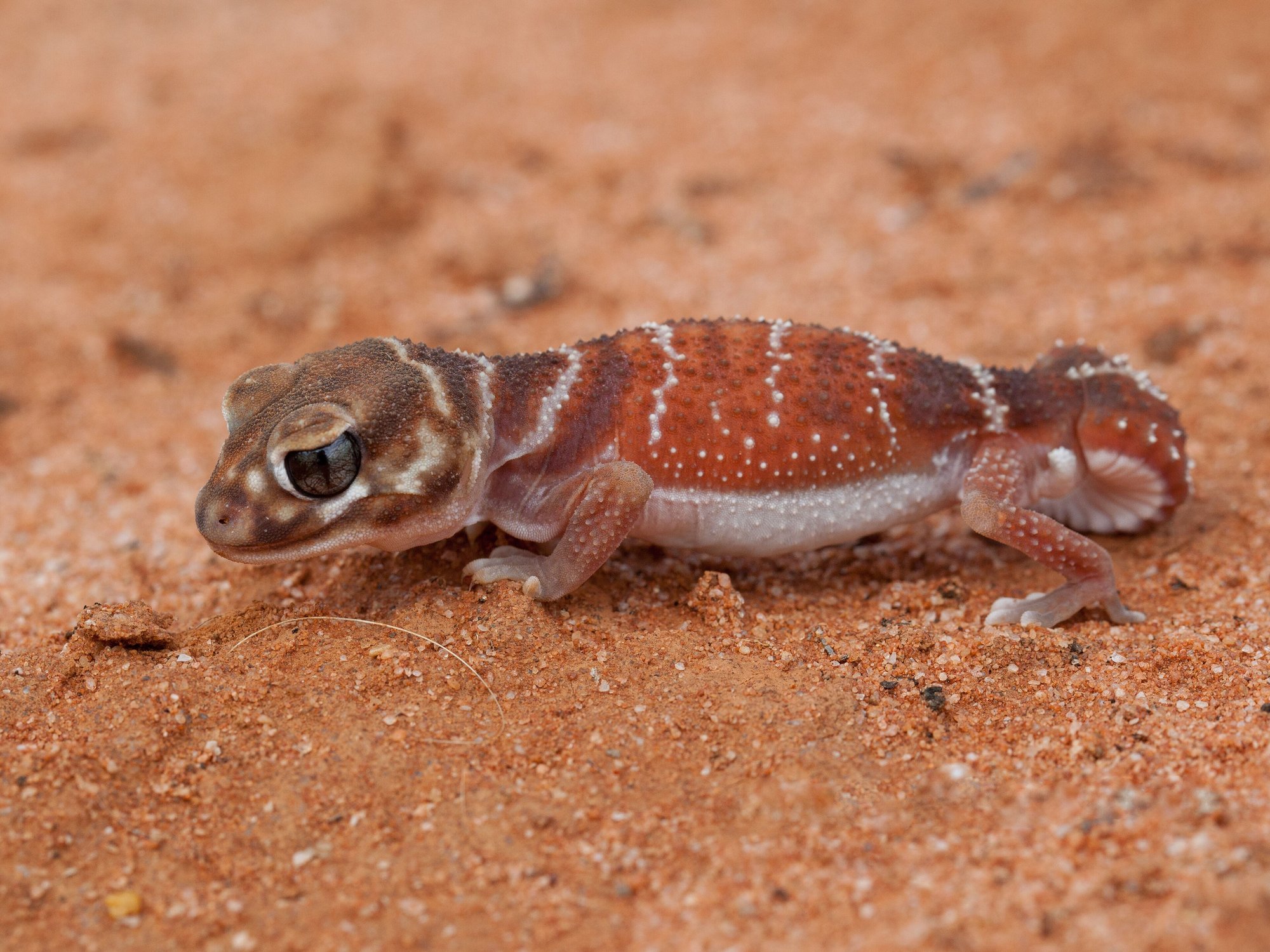 Regenbogengecko (Nephrurus levis), typisches Aussehen der Art