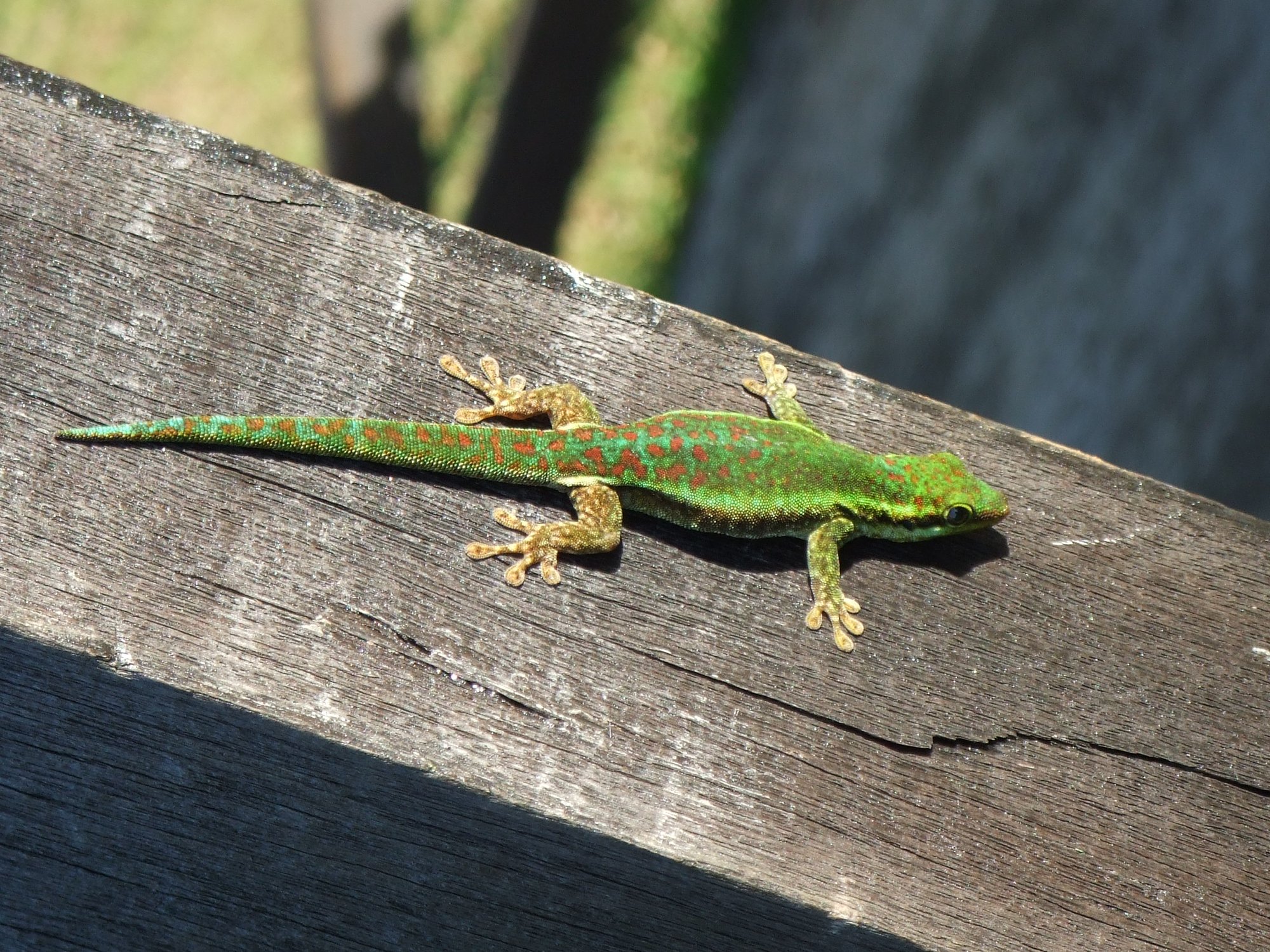 Réunion-Taggecko (Phelsuma borbonica), typisches Aussehen der Art