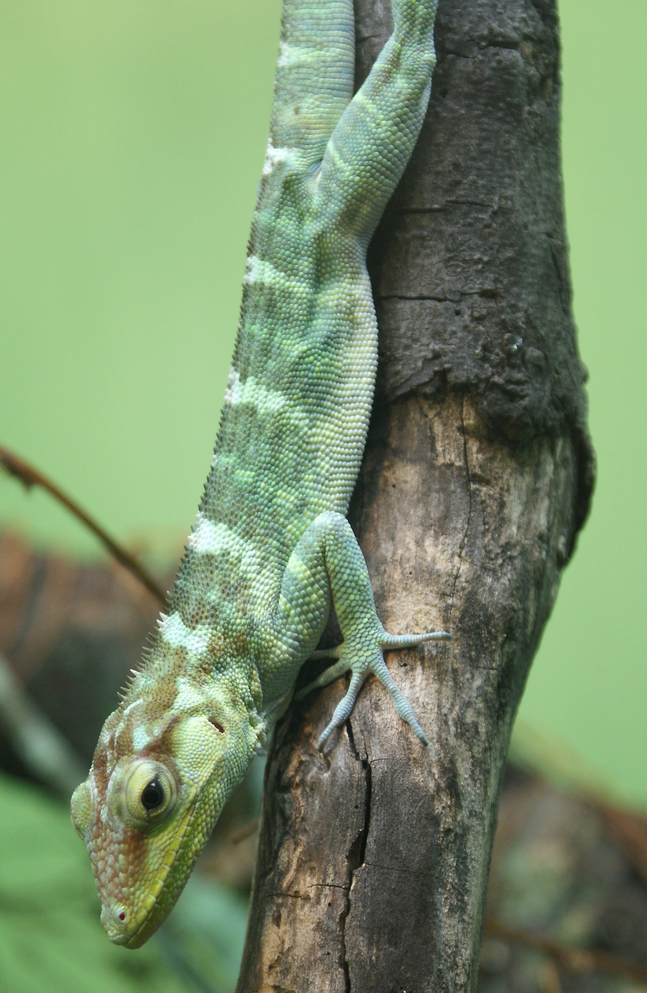 Ricords Anolis (Anolis ricordii), typisches Aussehen der Art