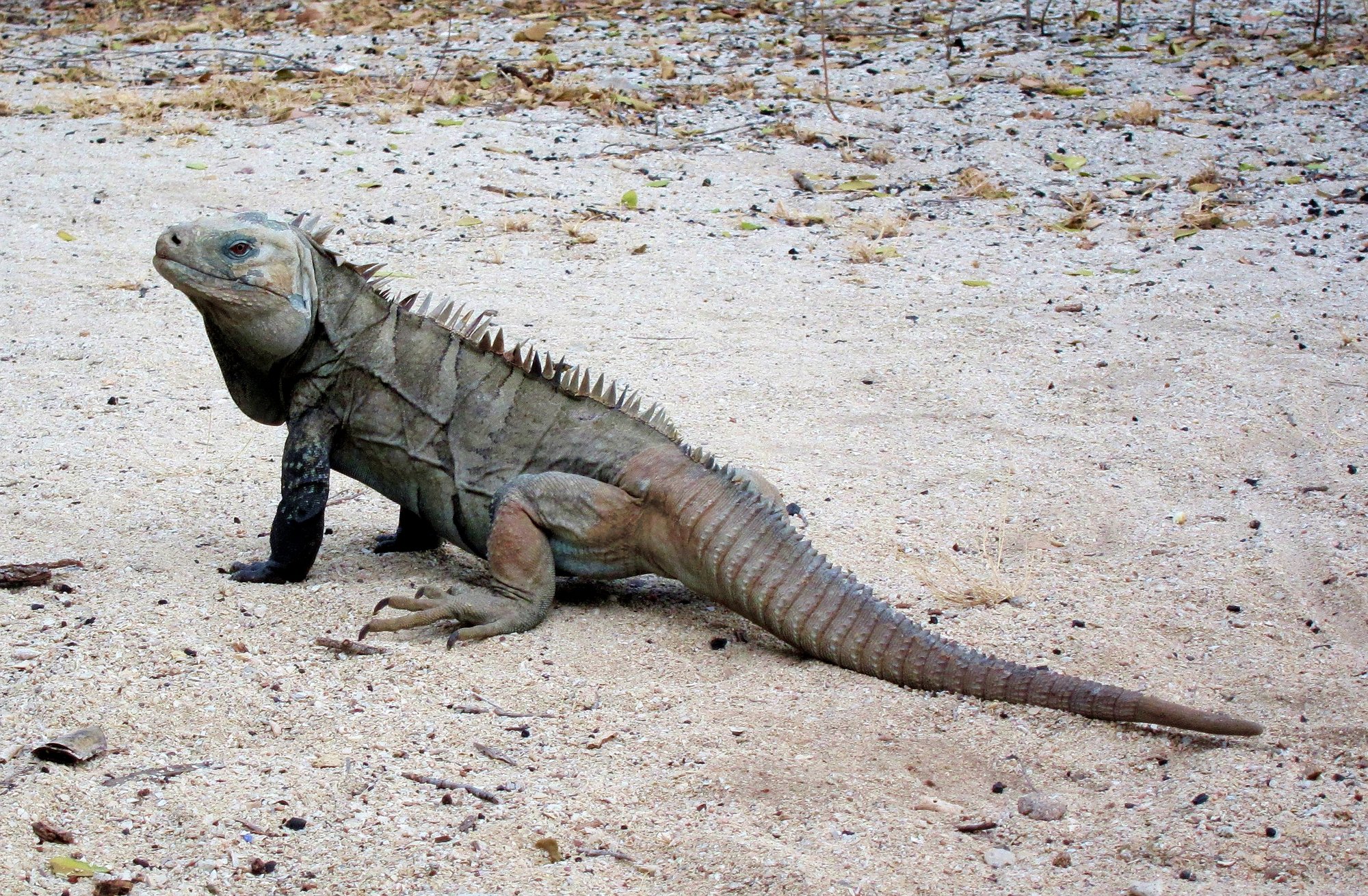 Ricords Leguan (Cyclura ricordii), typisches Aussehen der Art